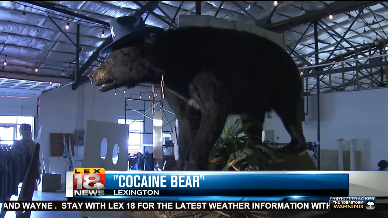 The &quot;cocaine bear&quot; on display on the news