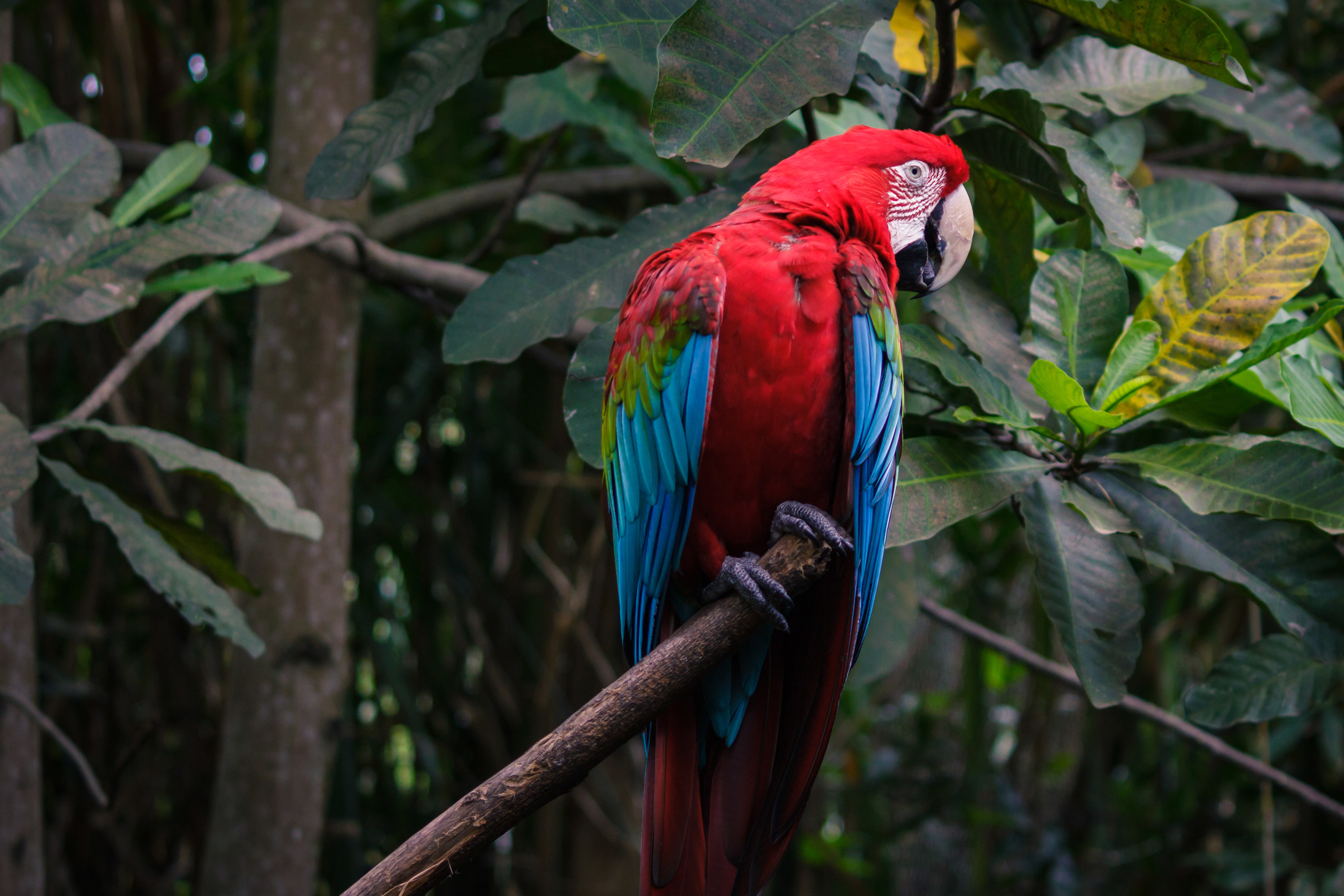 Red big parrot