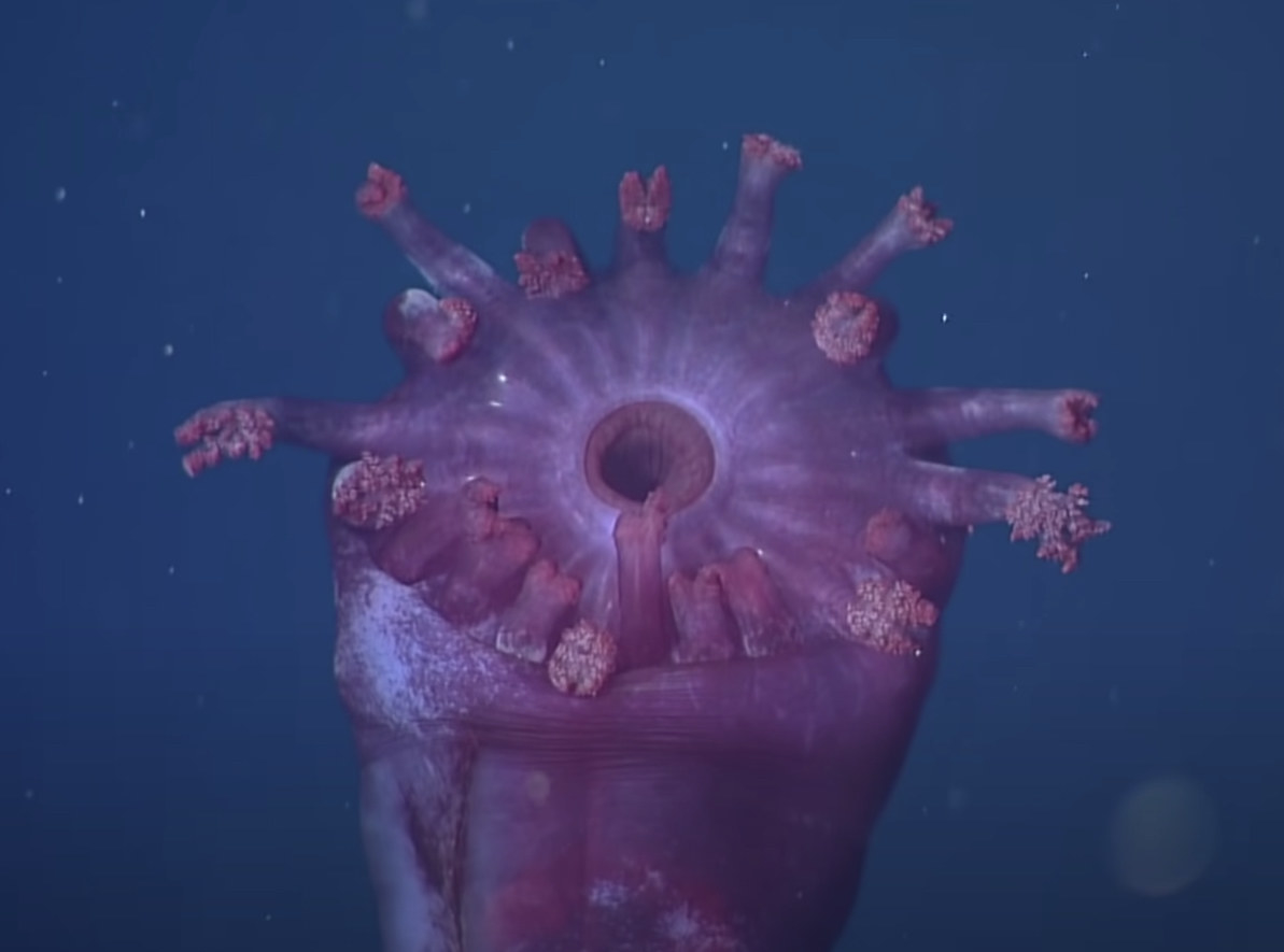 A pink sea cucumber creature with a hole in its center