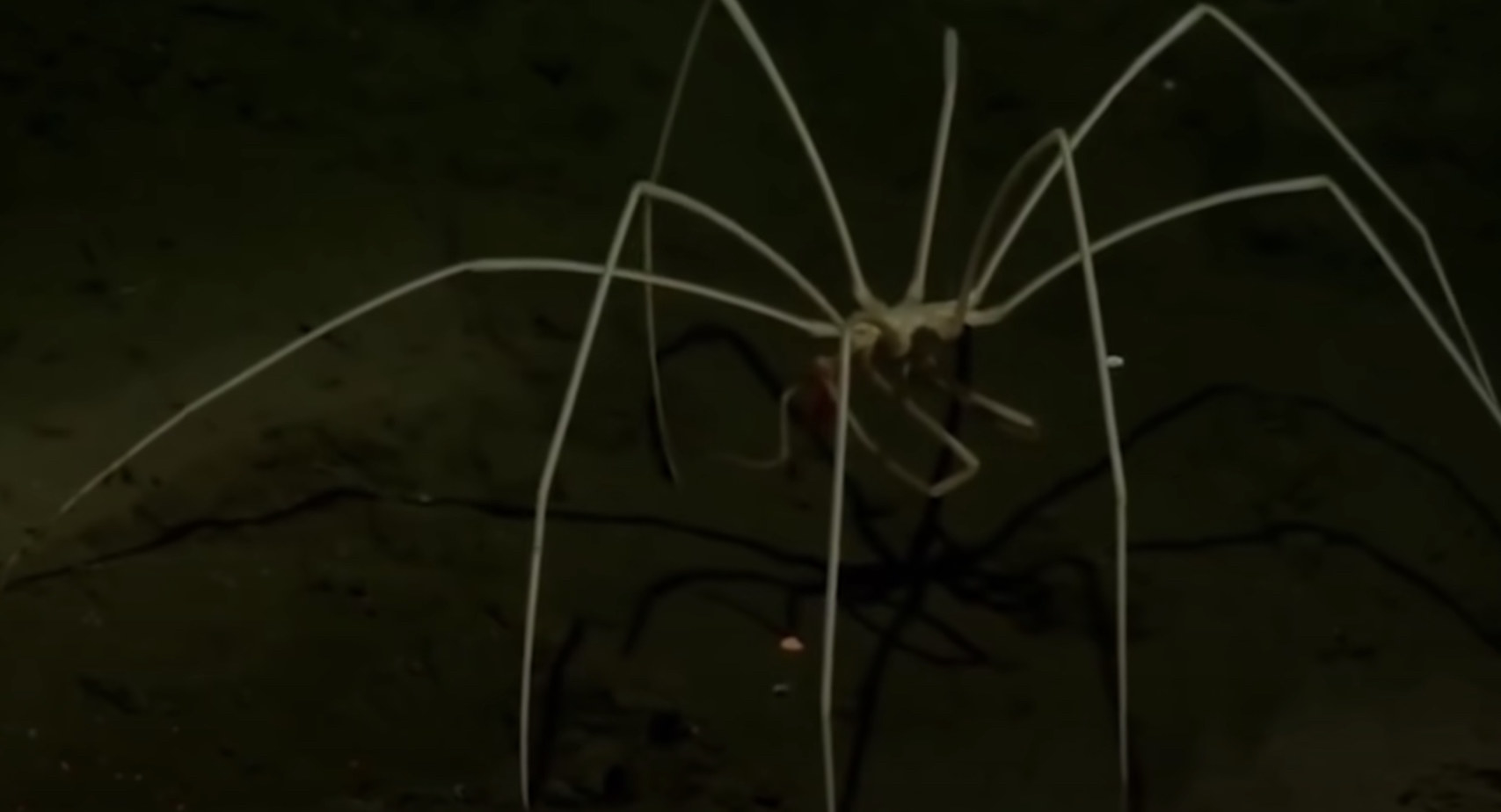 A light yellow sea spider with massive legs
