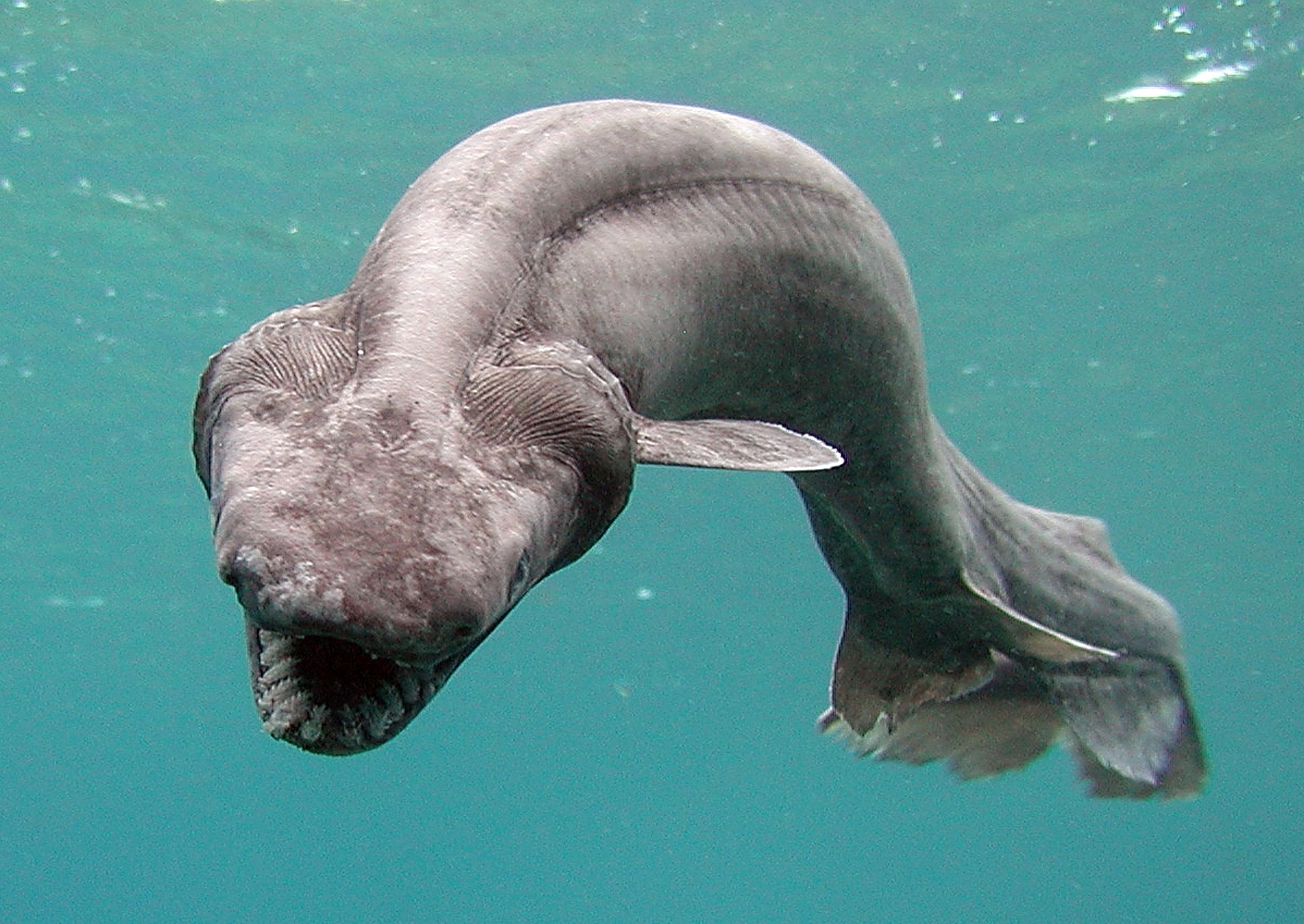 Photo of a frilled shark