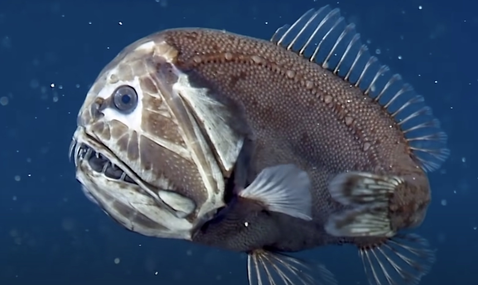 A brown fangtooth fish