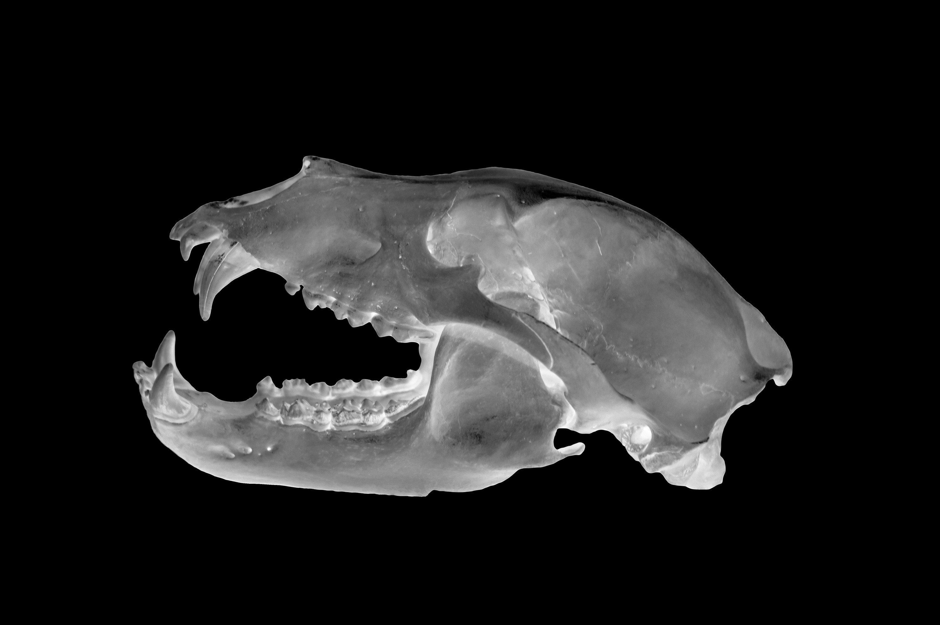 X-ray of a bear skull