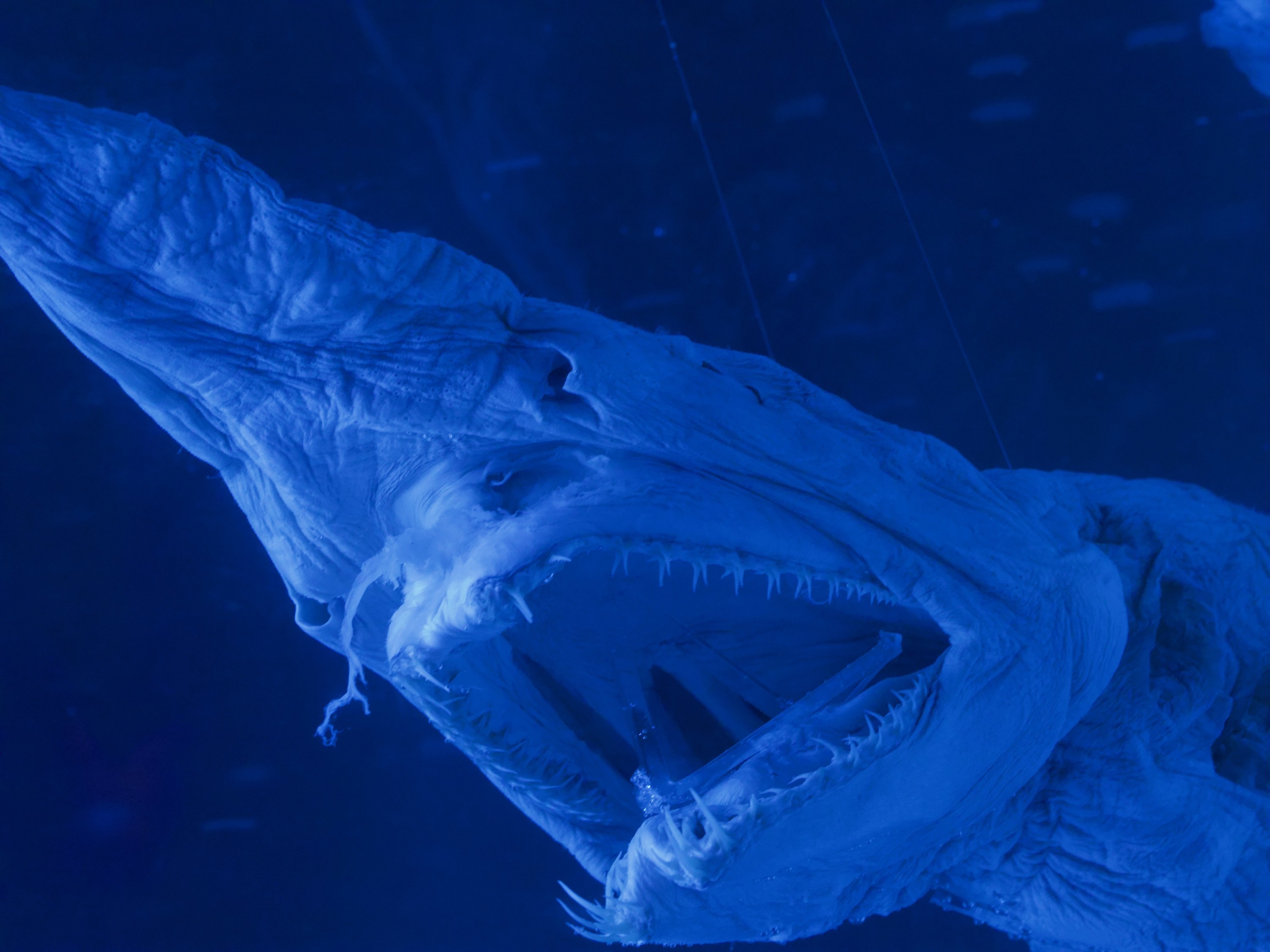 Carcass of preserved goblin shark under blue light