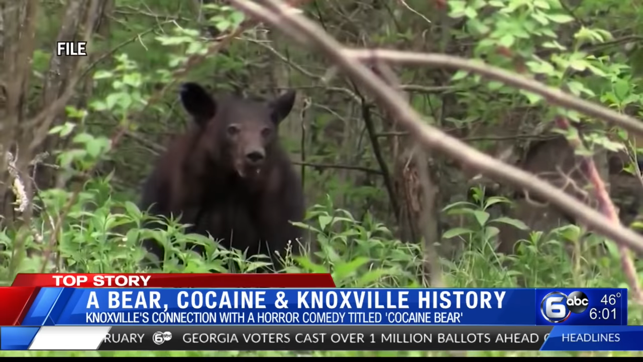 News footage of a bear in the woods