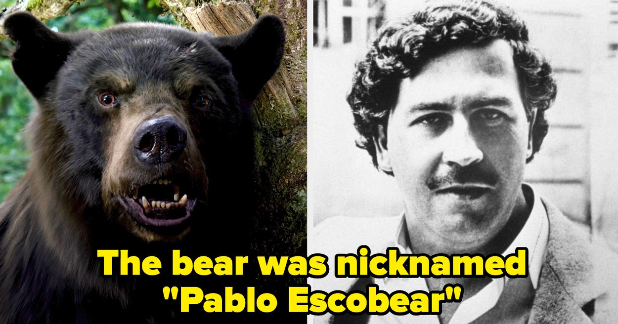“Cocaine Bear” Is Actually Based On A True Story — Here’s What Happened