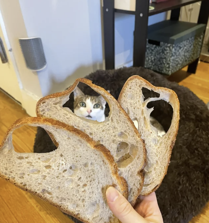 large holes in the bread