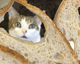 closeup of a cat peeking through one of the bread holes