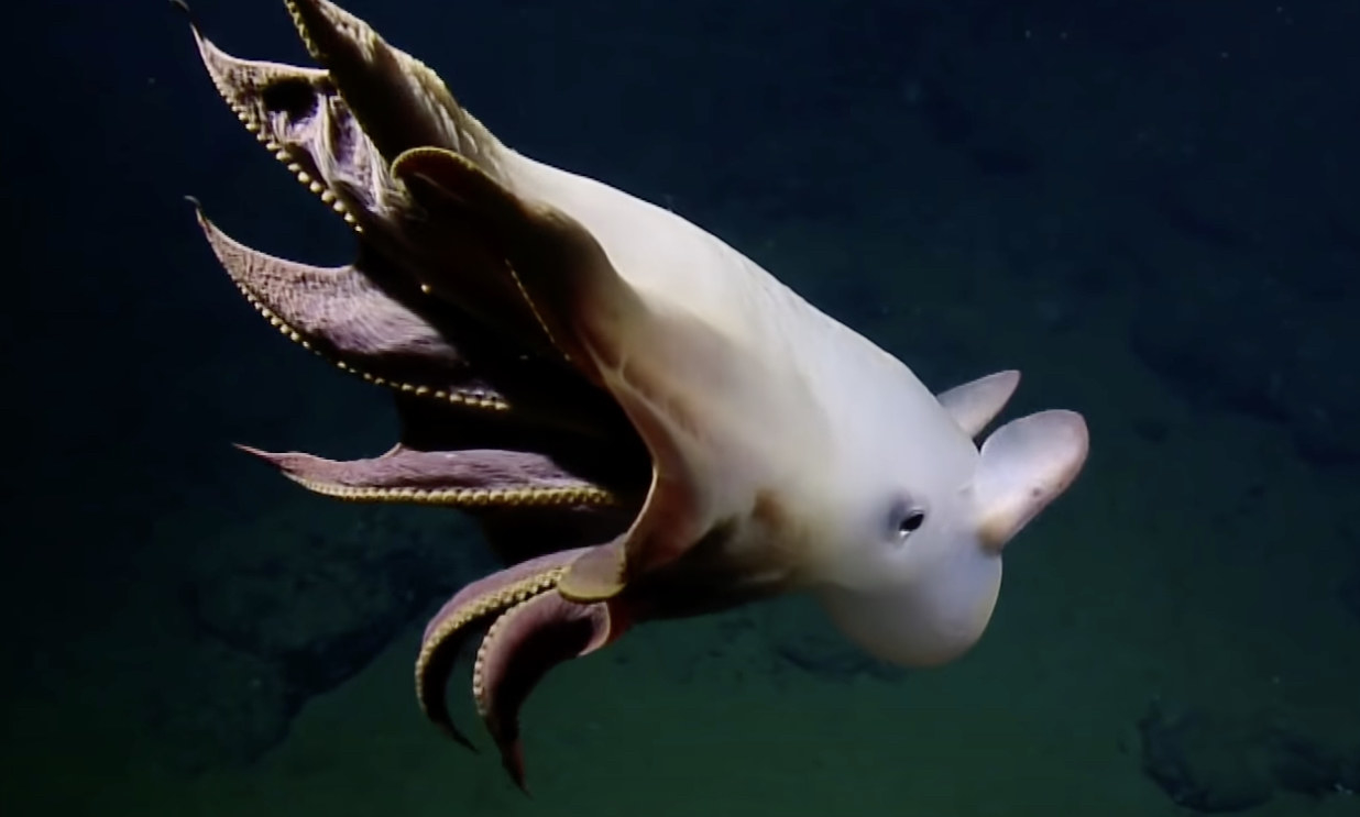 Photo of a deep sea octopus