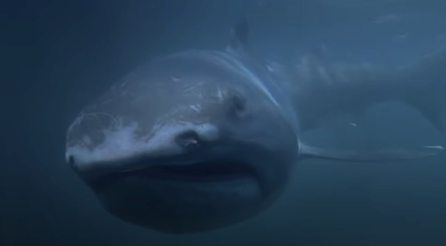 A photo of a Megamouth shark from the front