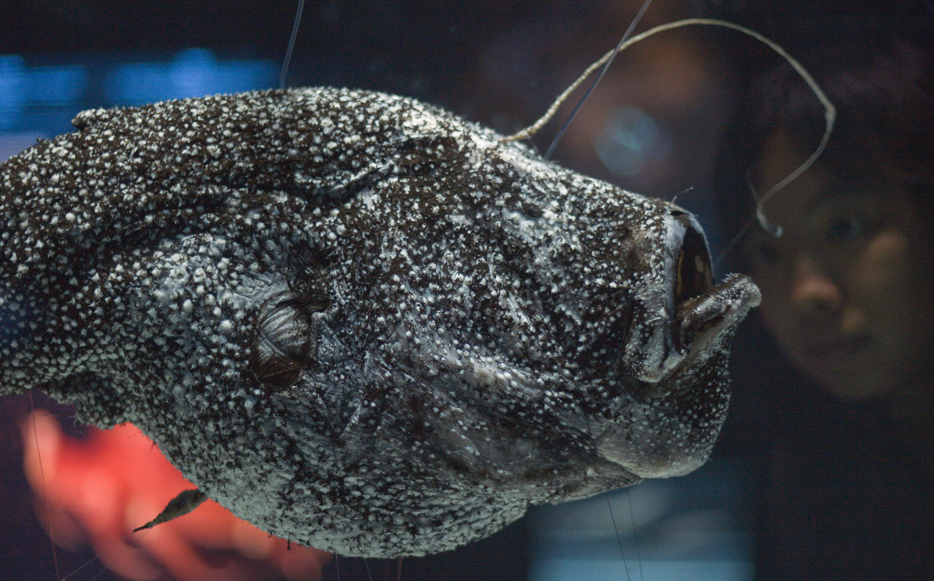 Specimen of Kroyer&#x27;s deep-sea anglerfish at a museum