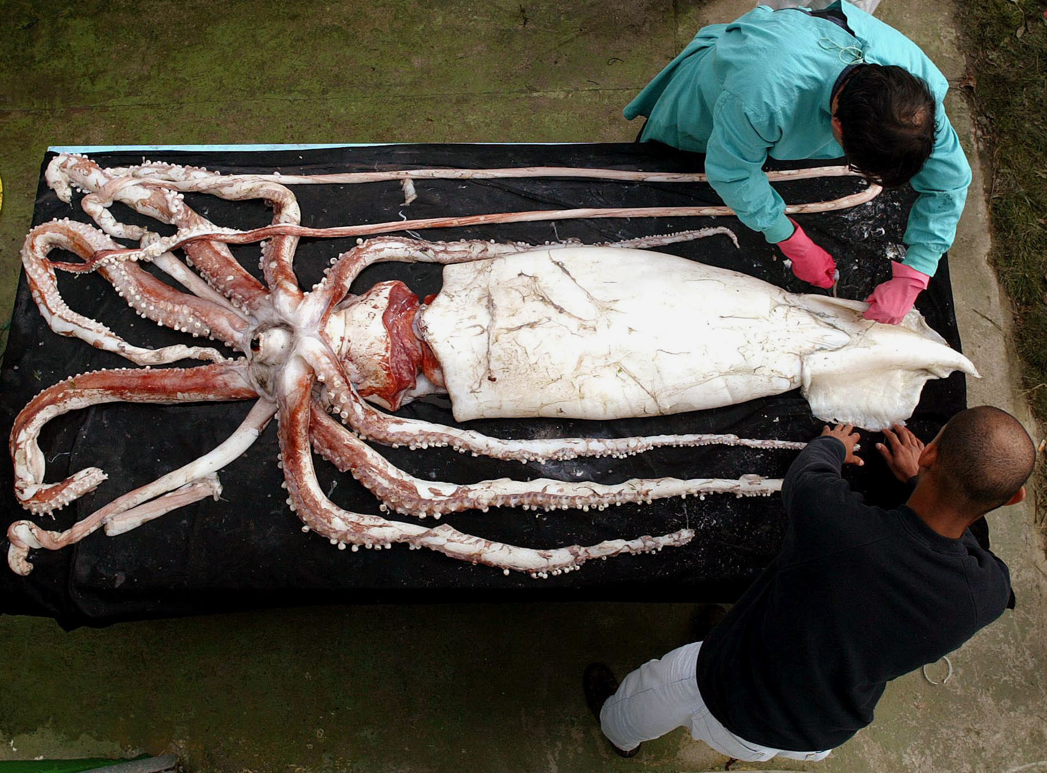 Photo of two men performing an autopsy on a giant squid