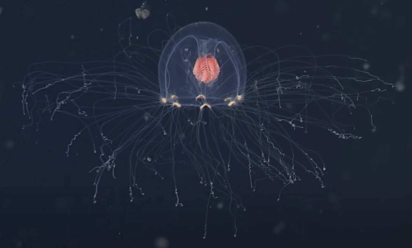 Transparent deep sea jellyfish with countless tendrils