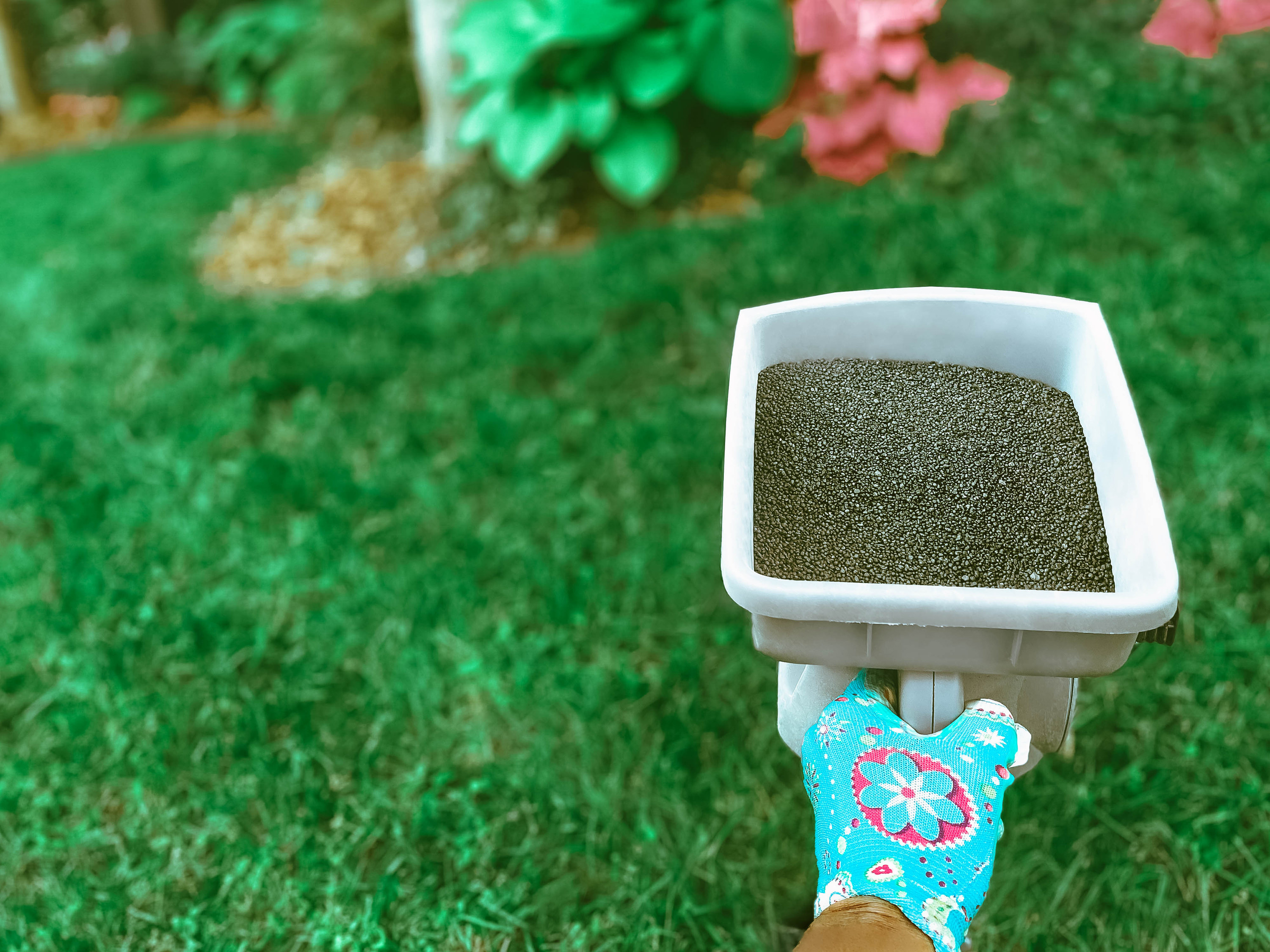 Close-up of woman holding handheld spreader filled with organic, slow-release lawn fertilizer