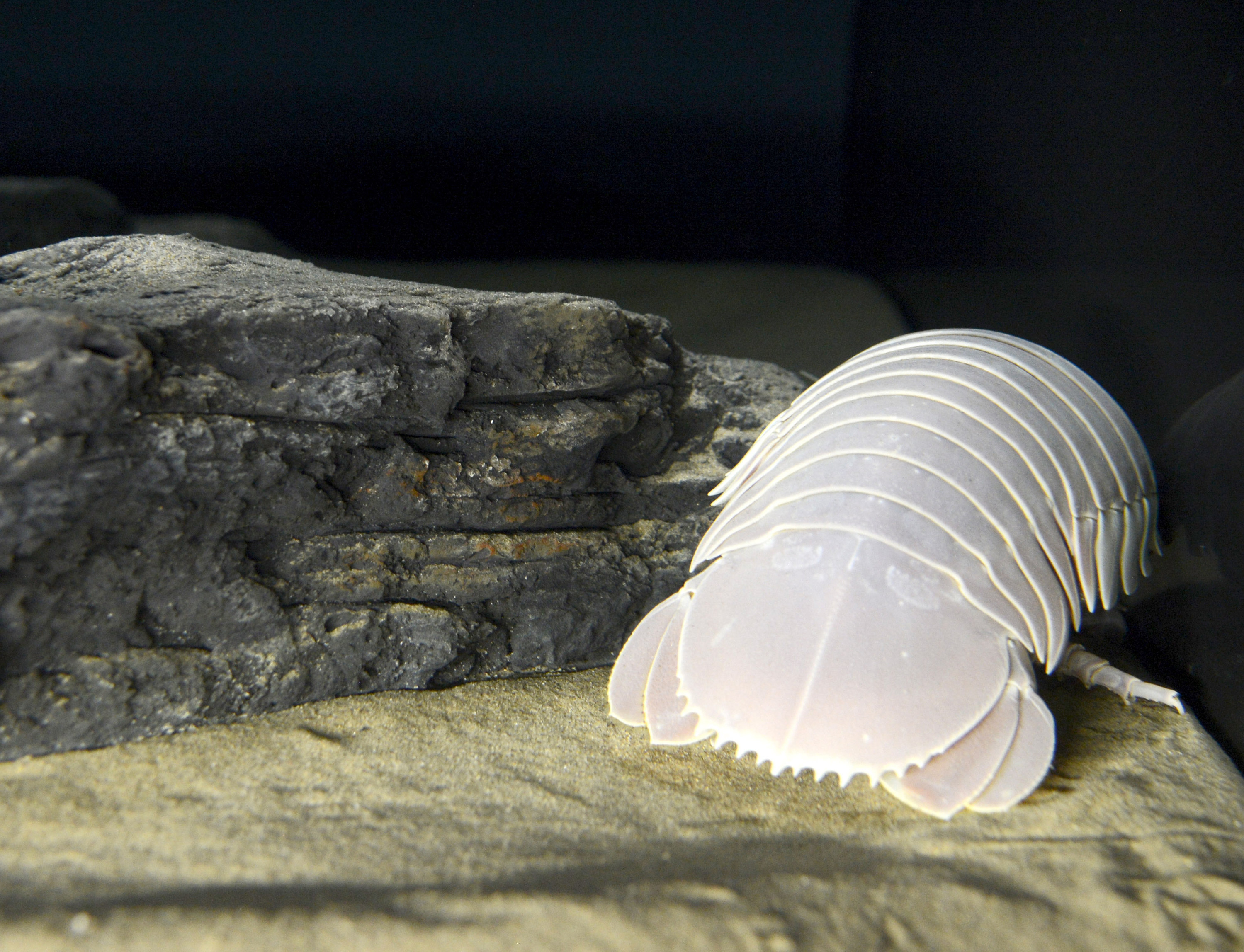 Photo of a giant light grey isopod