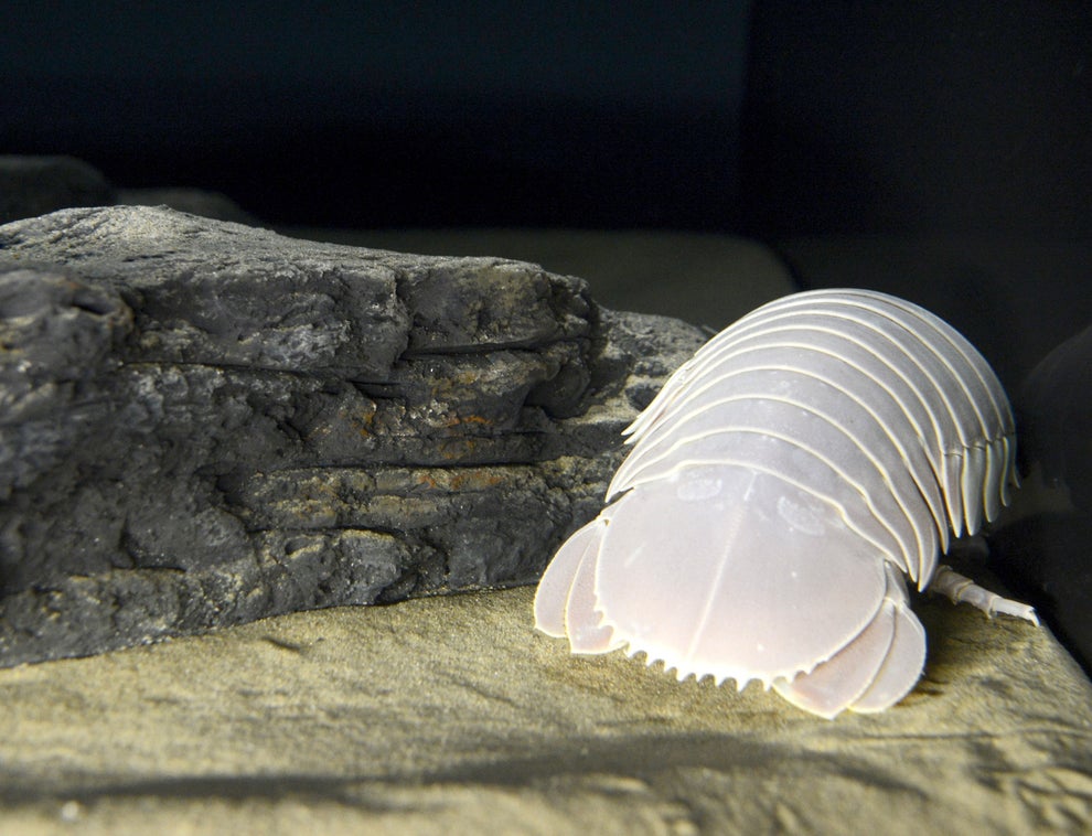 20 Deep Sea Creatures That Legit Look Like Aliens