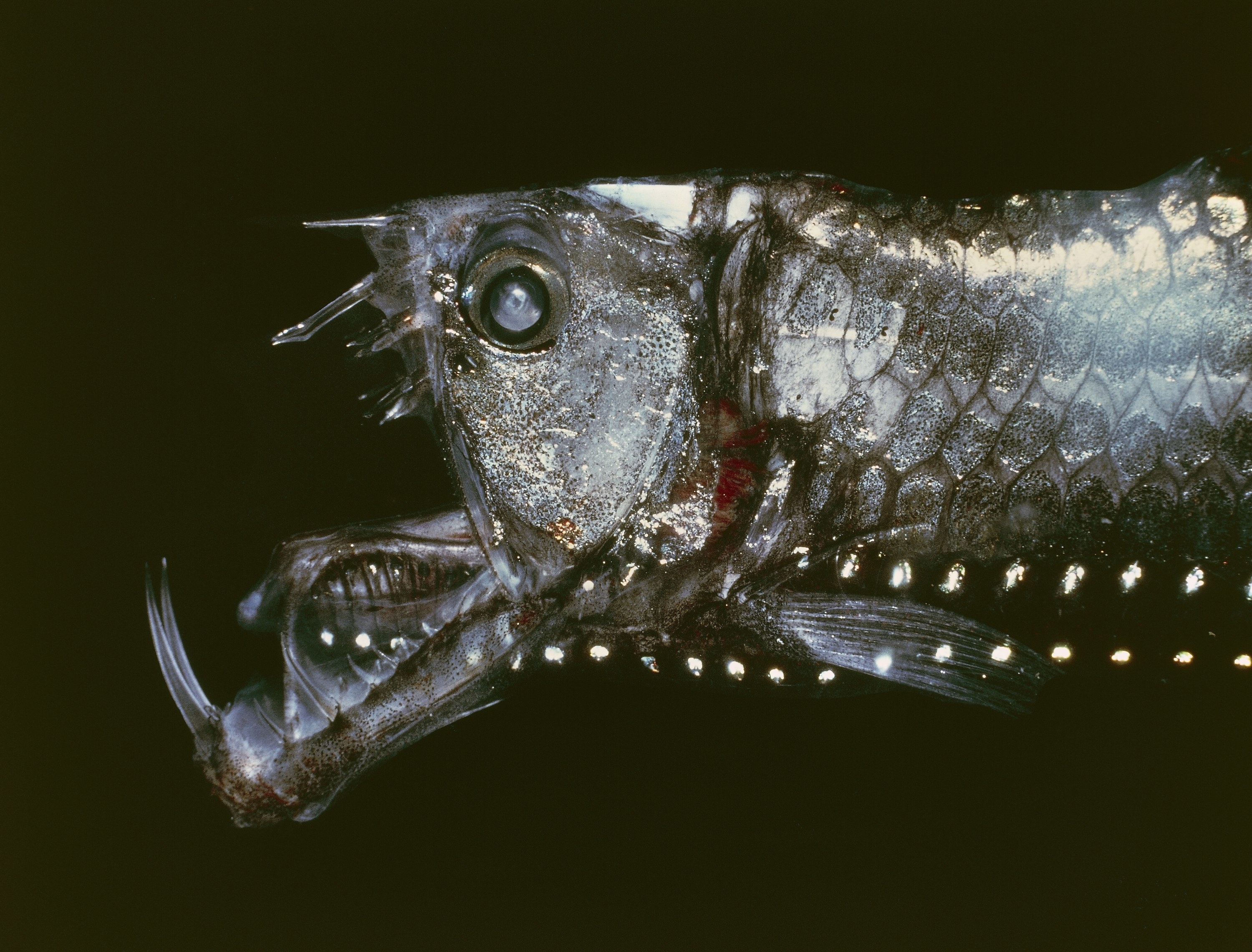 Side profile of a viperfish with its mouth open