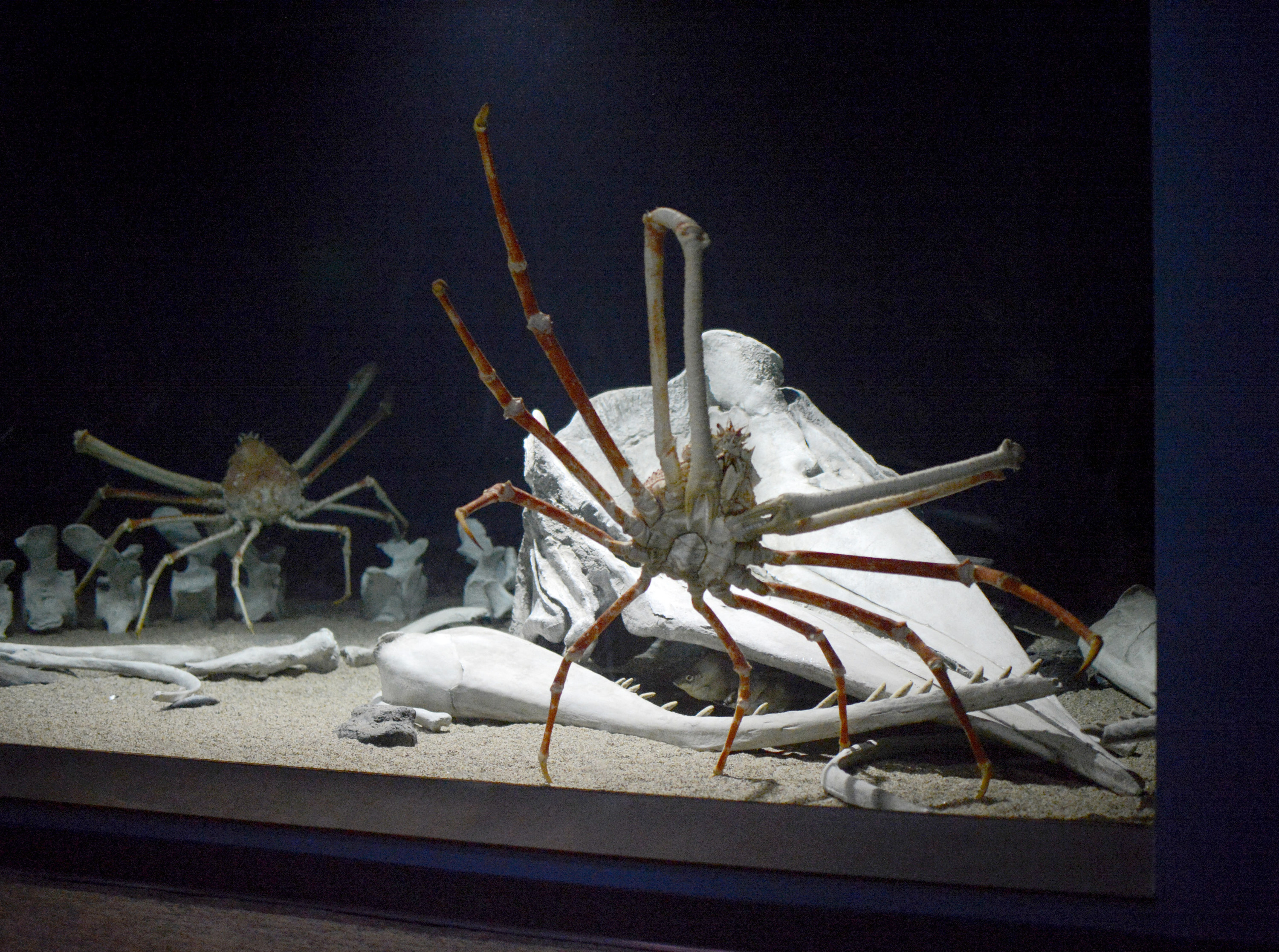 Japanese spider crab in an aquarium tank