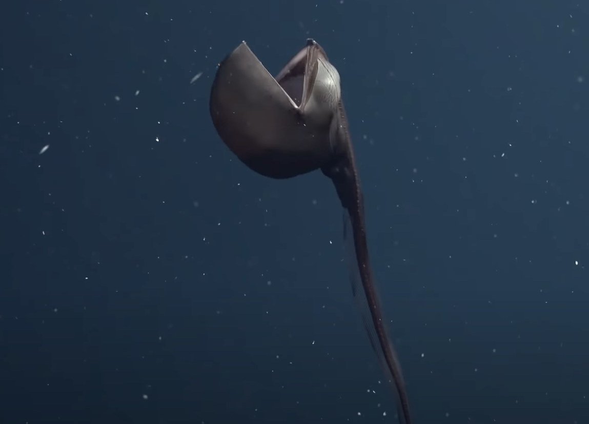 A gulper eel with an inflated head