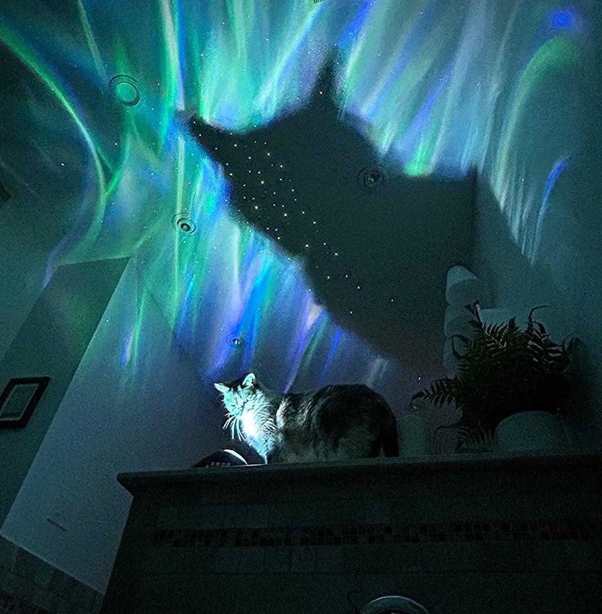 Cat looking at star projector