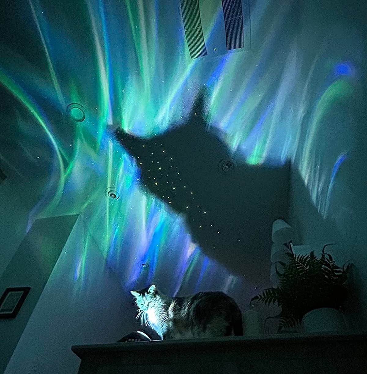Cat looking at star projector