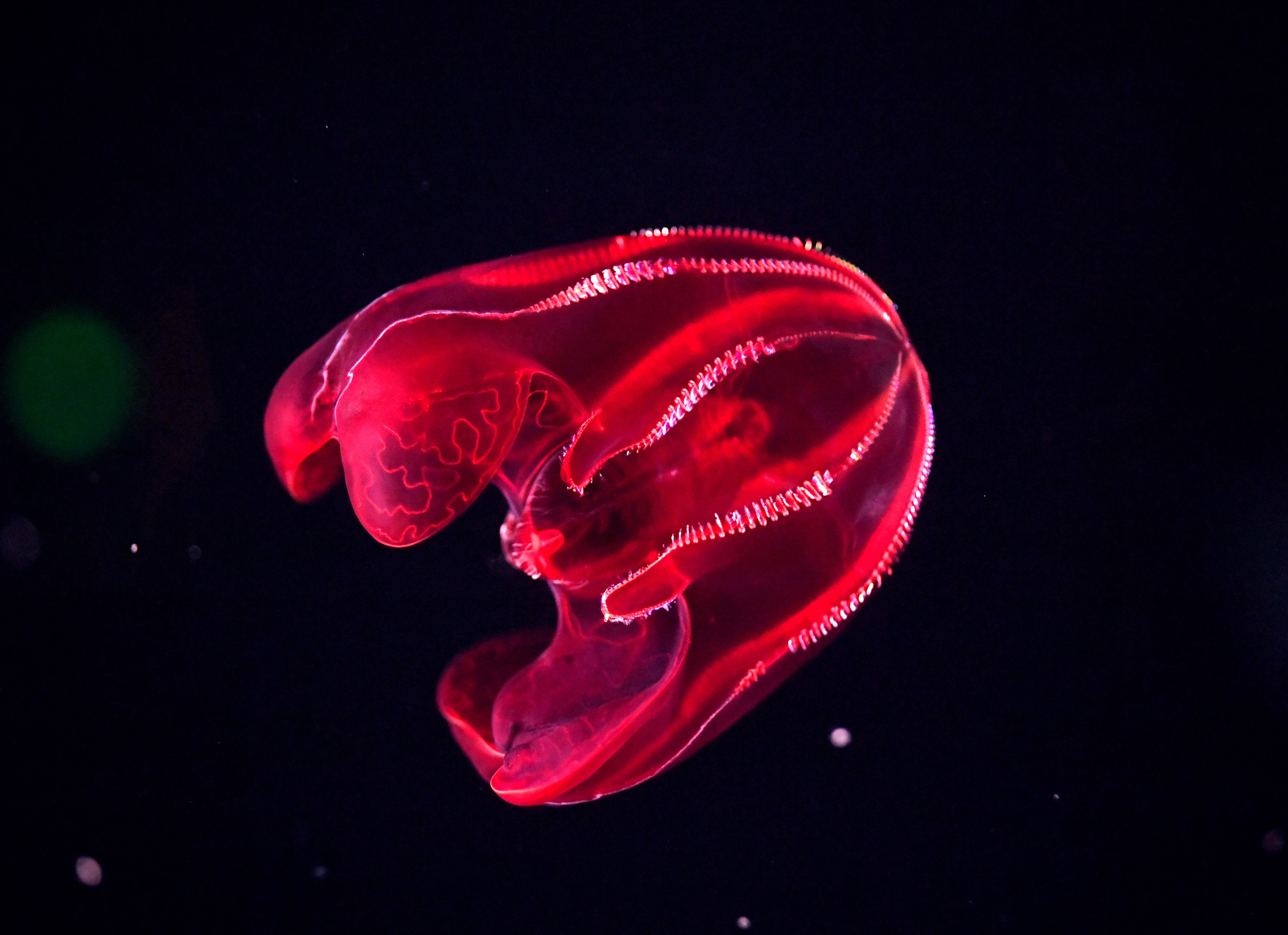 A red bloody-belly comb jelly swimming in its tank