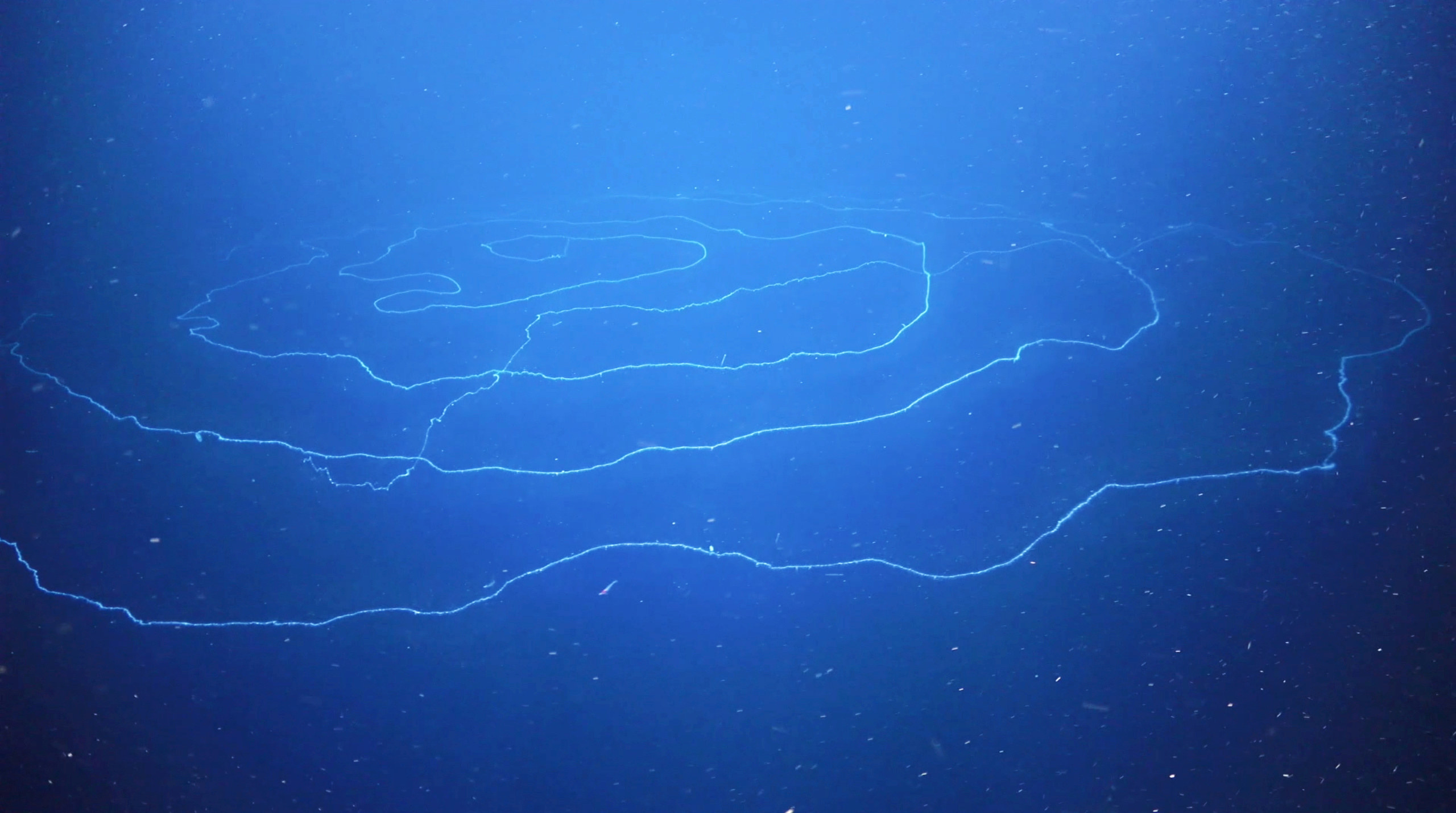 Photo of the longest siphonophore ever recorded