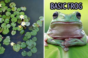 On the left, some lily pads in a pond, and on the right, a frog labeled basic frog