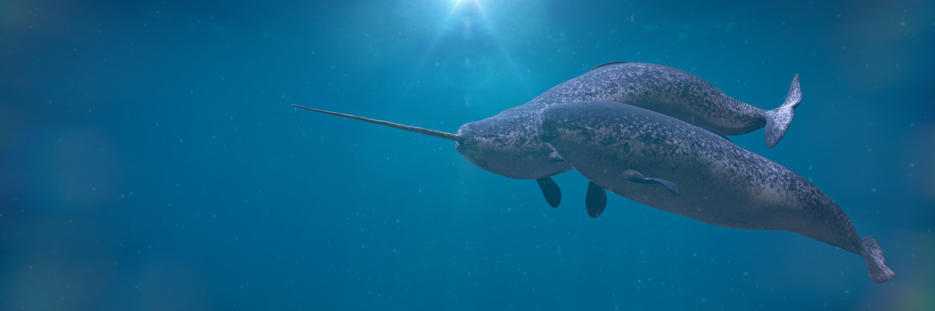 narwhals in the ocean