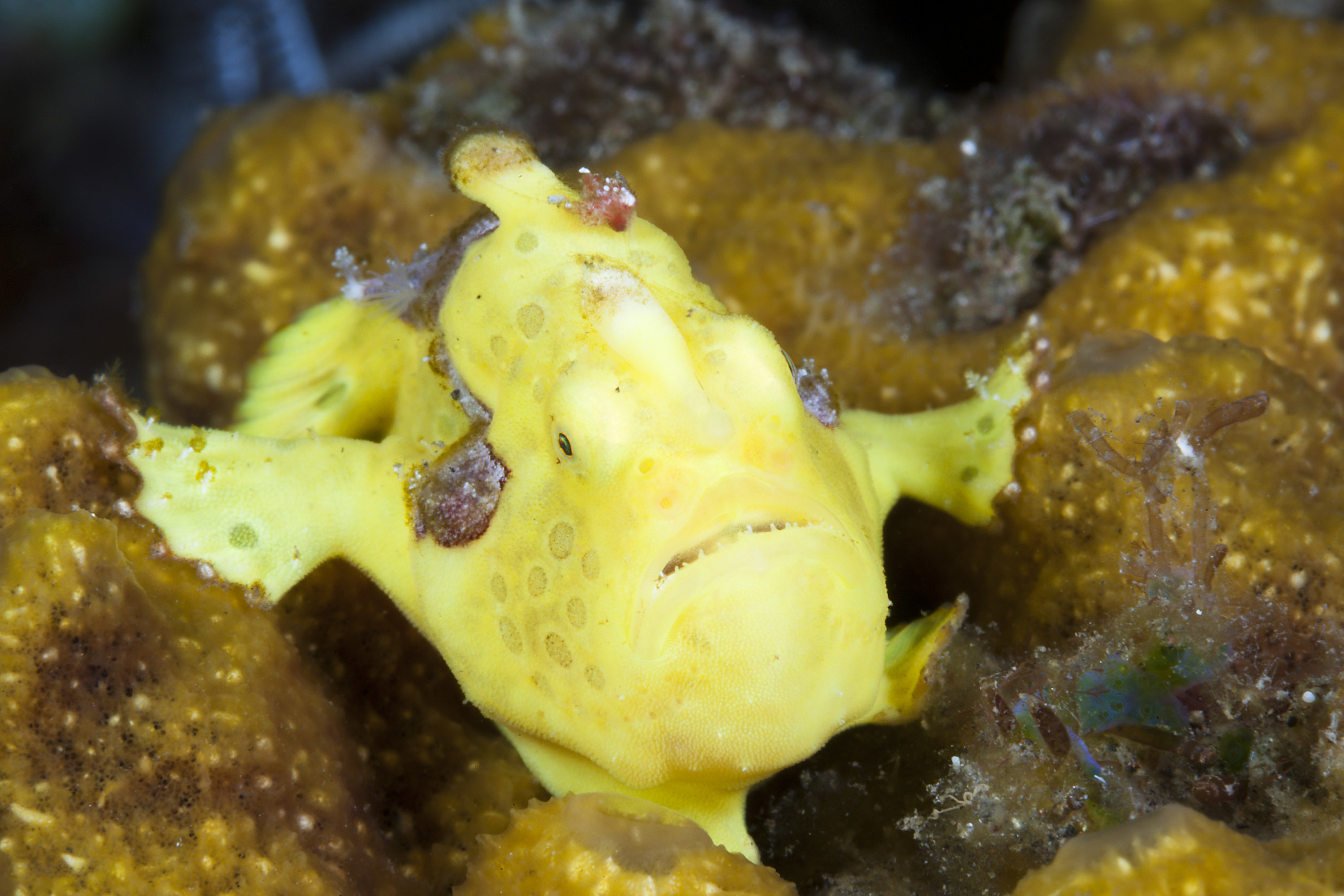 Yellow Spotted Frogfish in Bali, Indonesia