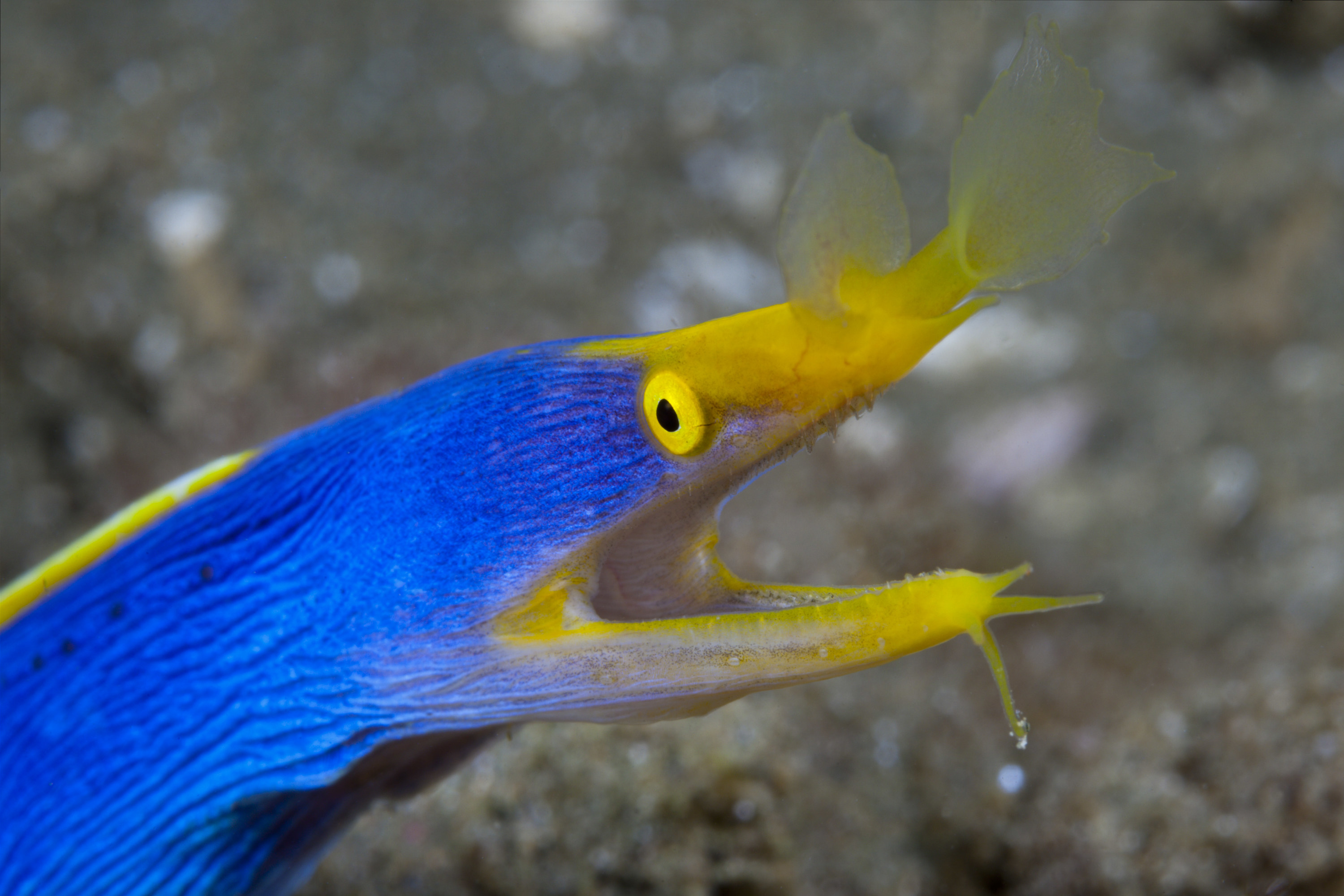 Ribbon eel in Indonesia