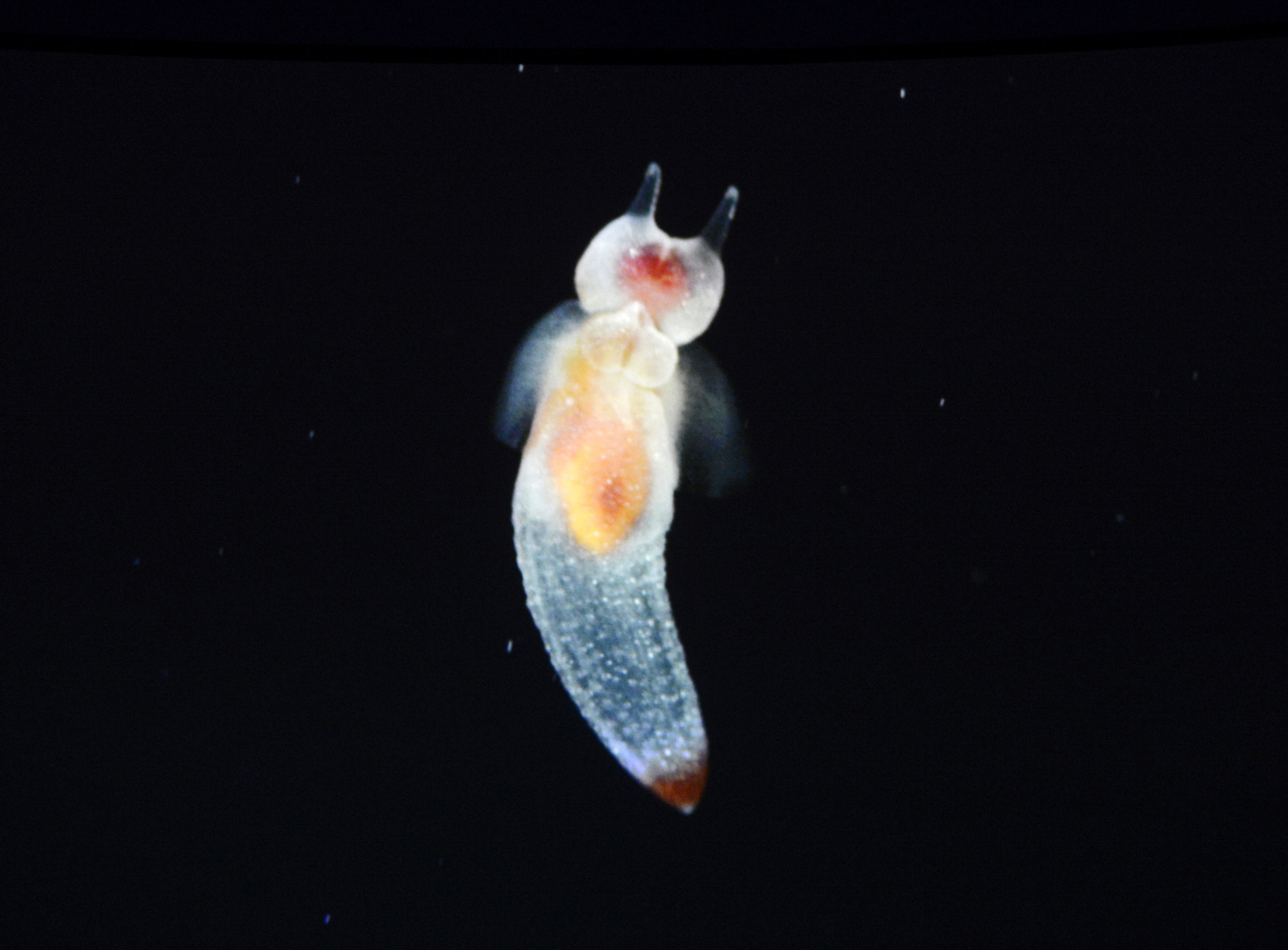 A Sea Angel swims in its tank at the Monterey Bay Aquarium's new "Into the Deep: Exploring Our Undiscovered Ocean" exhibit in Monterey, Calif., on Monday, March 21, 2022