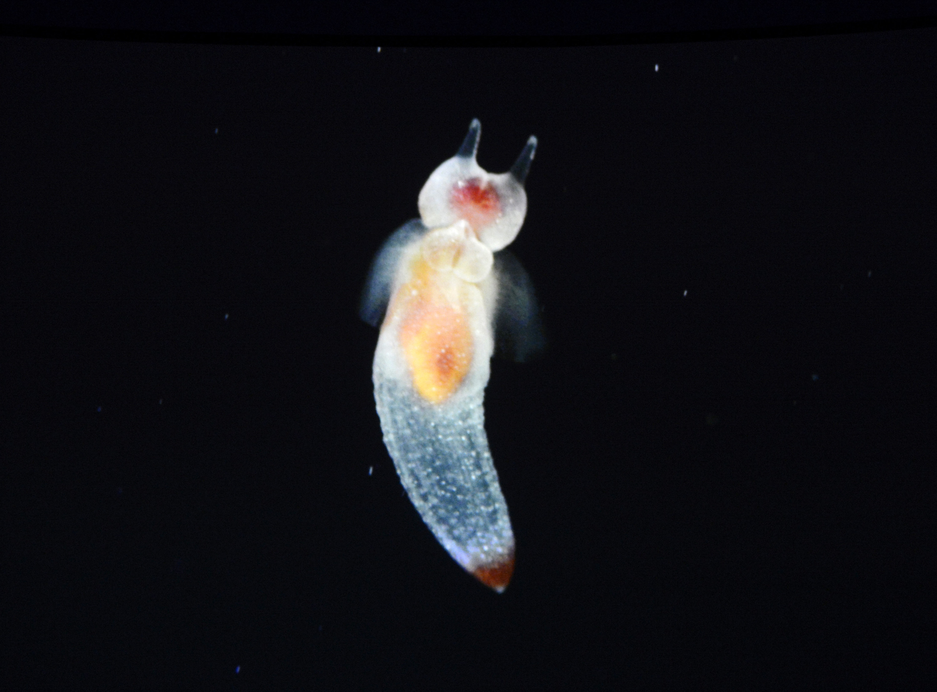 A Sea Angel swims in its tank at the Monterey Bay Aquarium&#x27;s new &quot;Into the Deep: Exploring Our Undiscovered Ocean&quot; exhibit in Monterey, Calif., on Monday, March 21, 2022