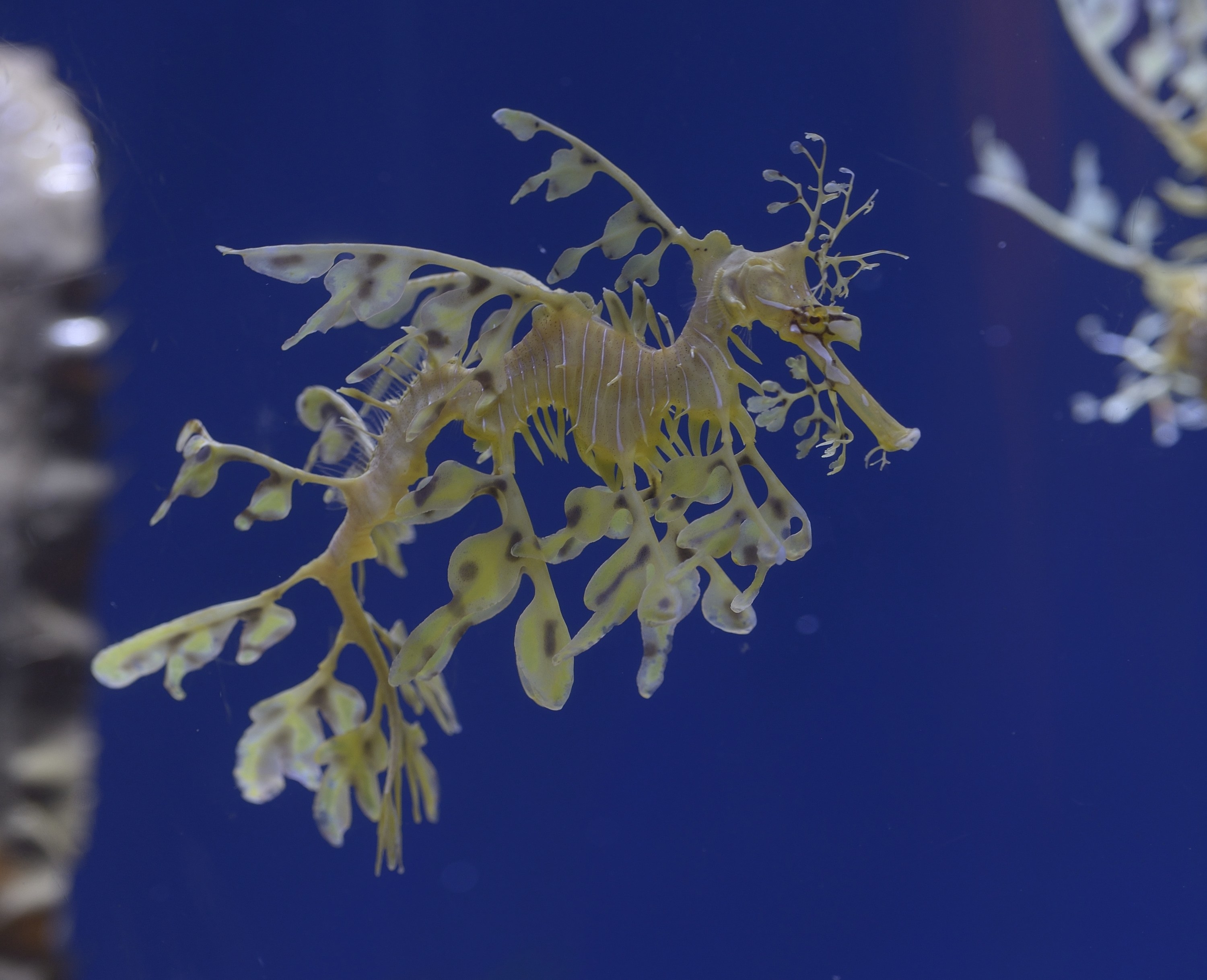 A Leafy Sea Dragon at the Aquarium of the Pacific in Long Beach, Calif., on August 13, 2013.