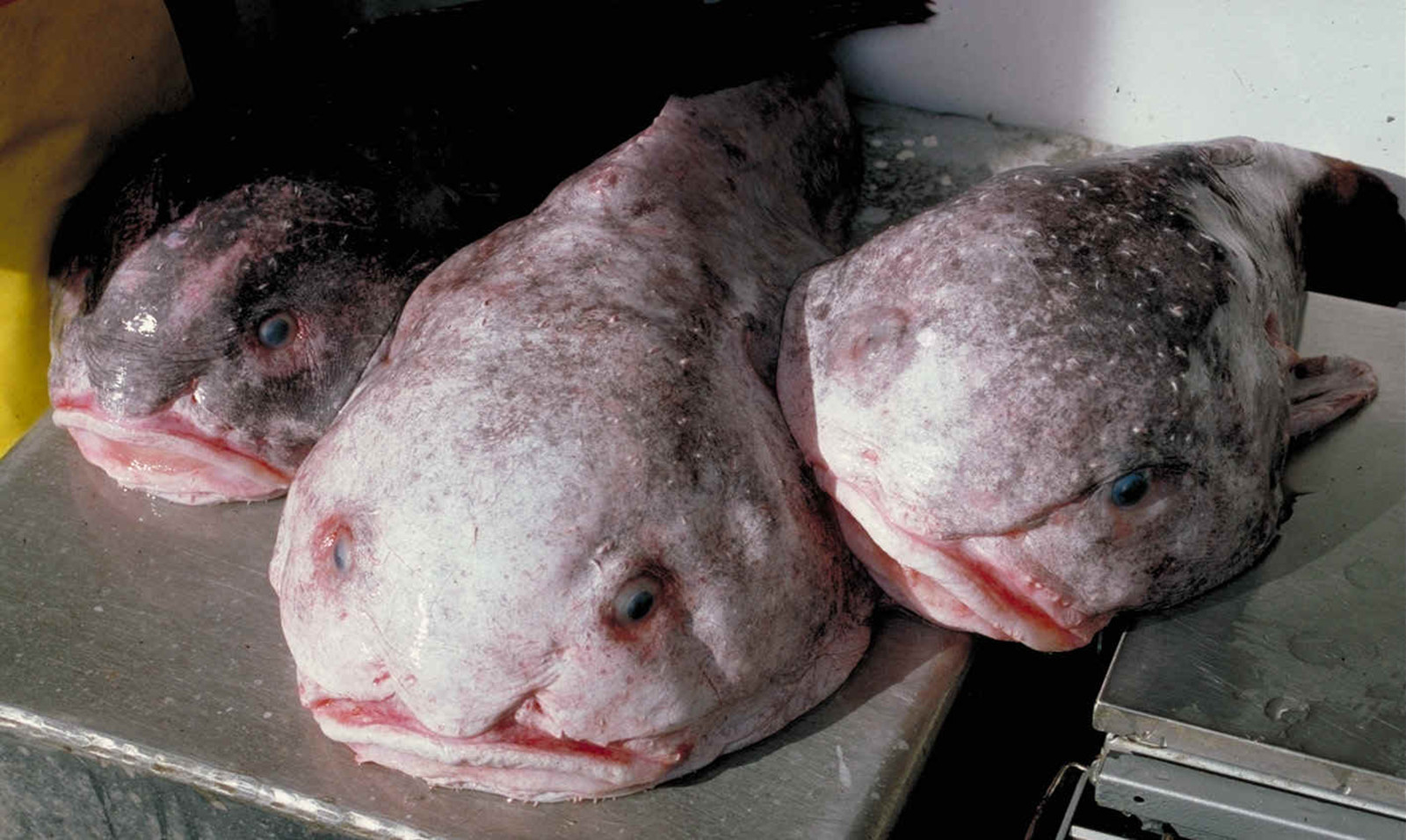 Three blobfishes are shown next to each other out of the ocean
