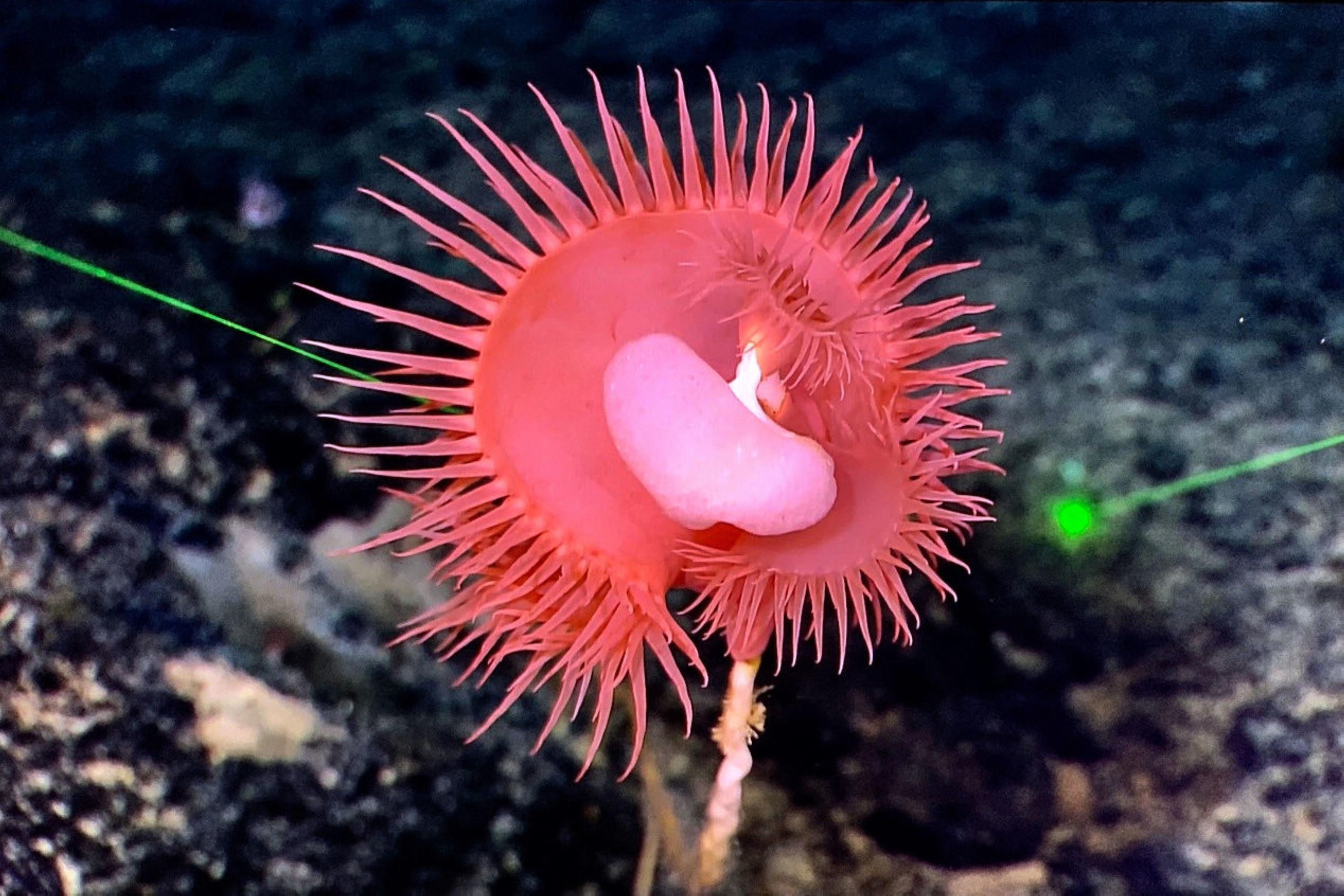 An image available on June 22 of three deepsea flytrap anemones captured by a Chinese scientific exploration vessel near Mariana Trench in West Pacific Ocean in 2019.