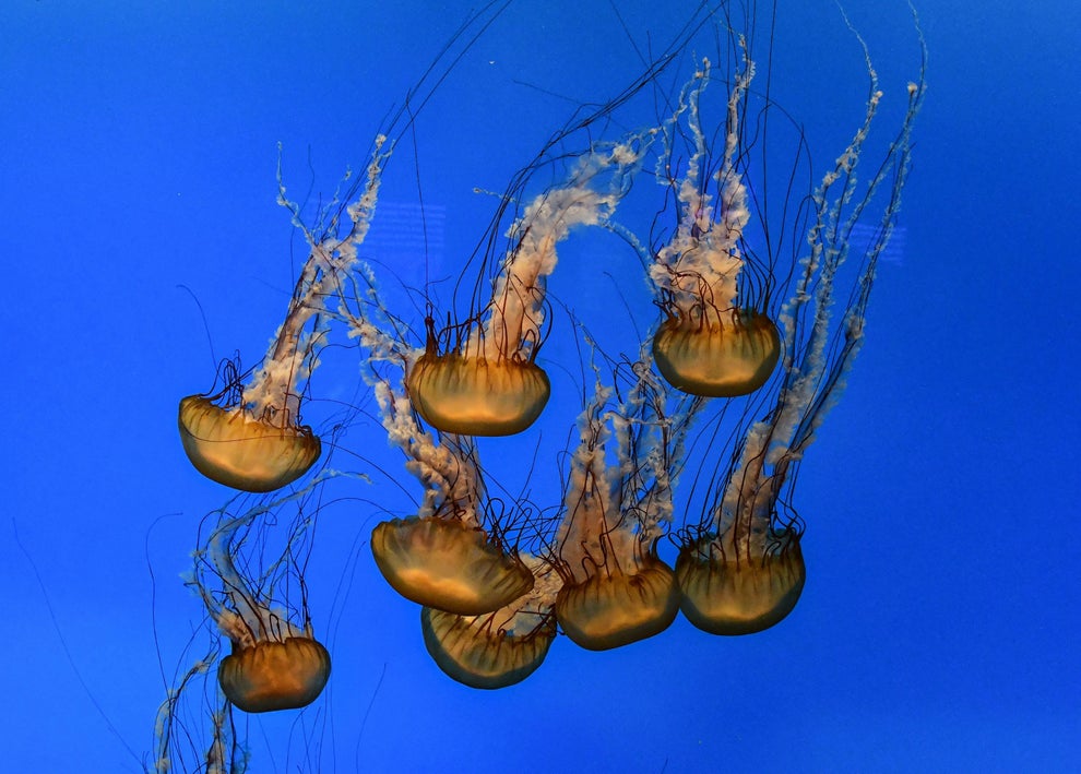 19 Alien-Like Deep Sea Creatures That Make Me Never Want To Go To The Ocean