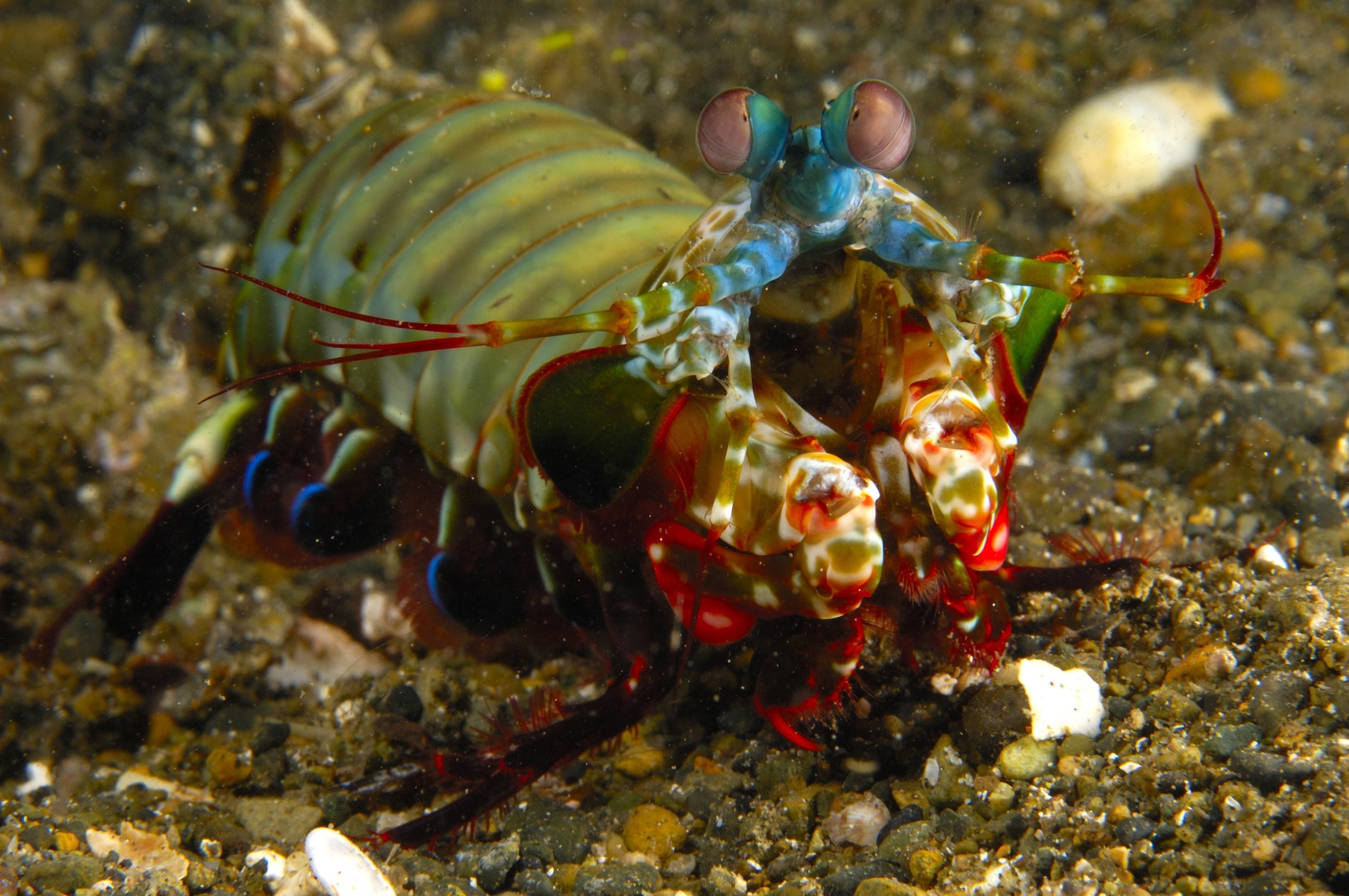 Rainbow mantis shrimp (Odontodactylus scyllarus). New Britain Island, Papua New Guinea. Solomon sea.
