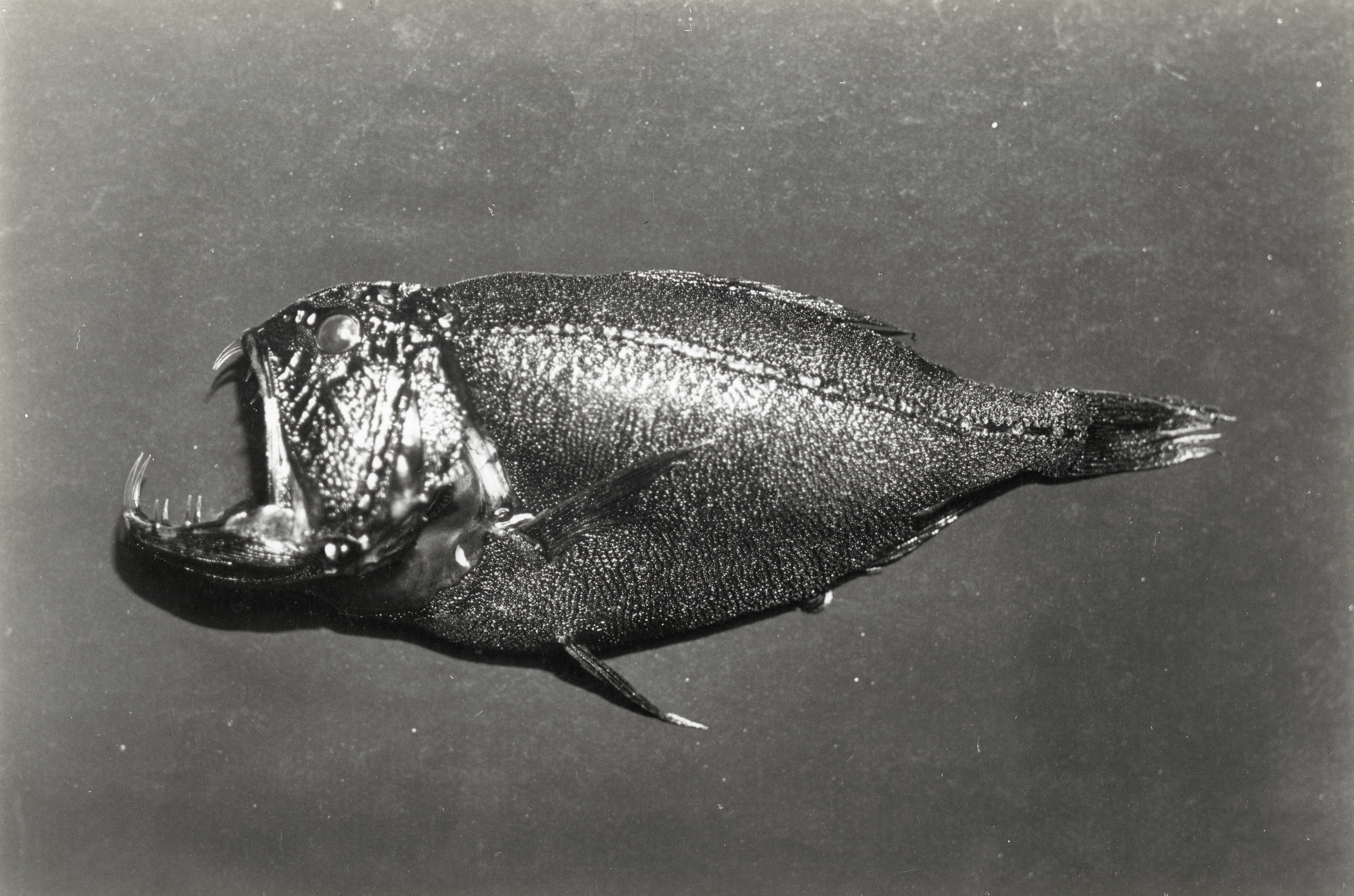 This image shows a common fangtooth or ogrefish collected during &#x27;Discovery Investigations II 1926-7&#x27;, circa 1926.