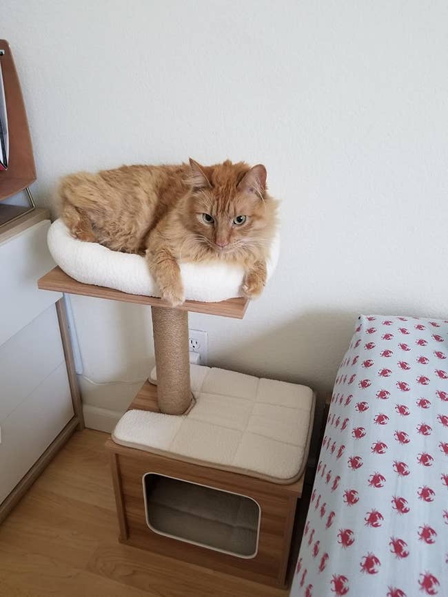 a white and tan cat lounging on top of a wood-color cat tree
