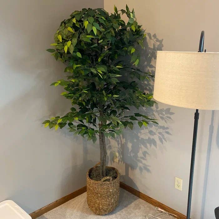 reviewer&#x27;s photo of the ficus in a corner