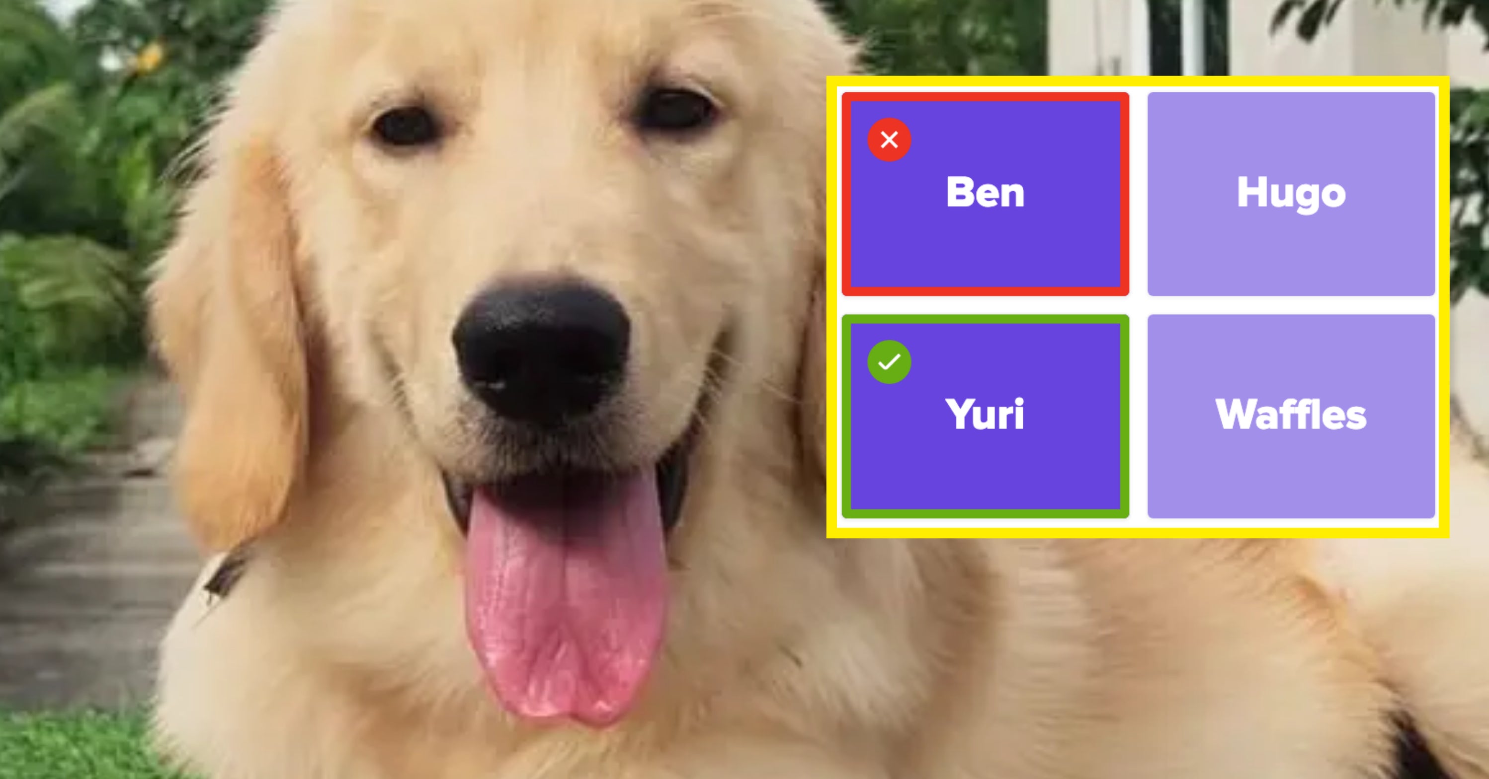 If You Can Figure Out 4/4 Of My Dogs' Names, I'll Be Seriously Impressed