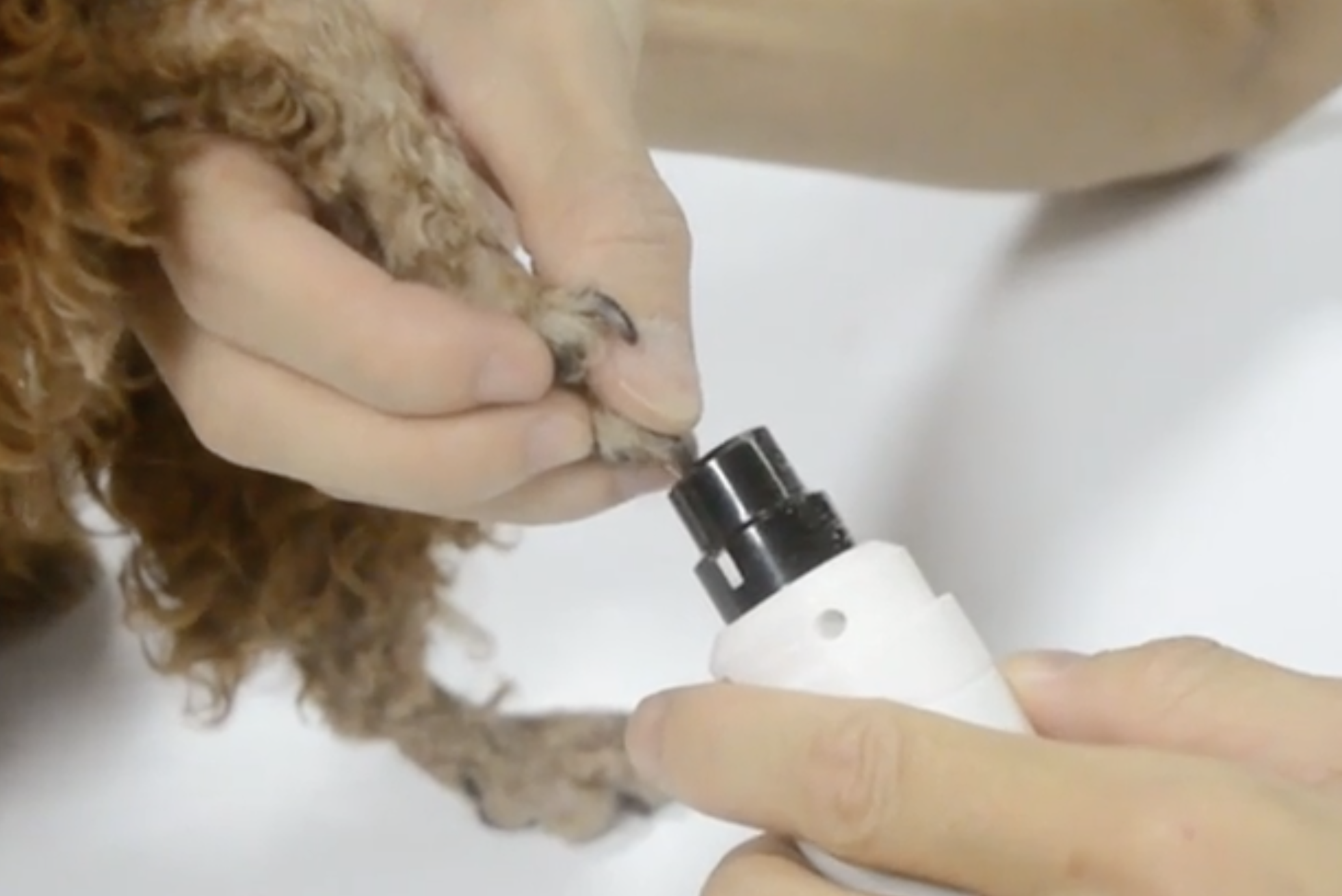 a person using the file on a dog&#x27;s nails