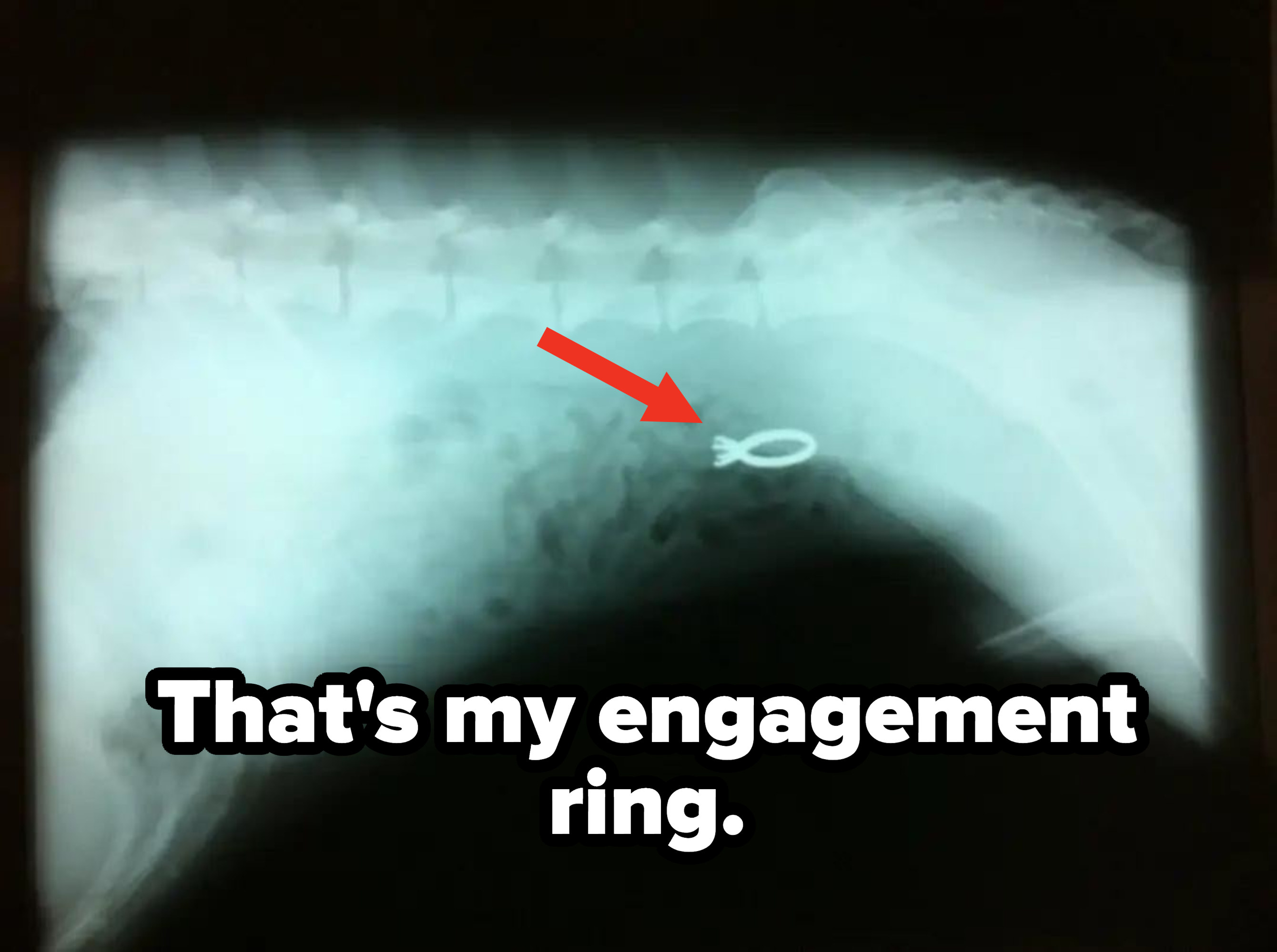 engagement ring shown in the xray of a dog