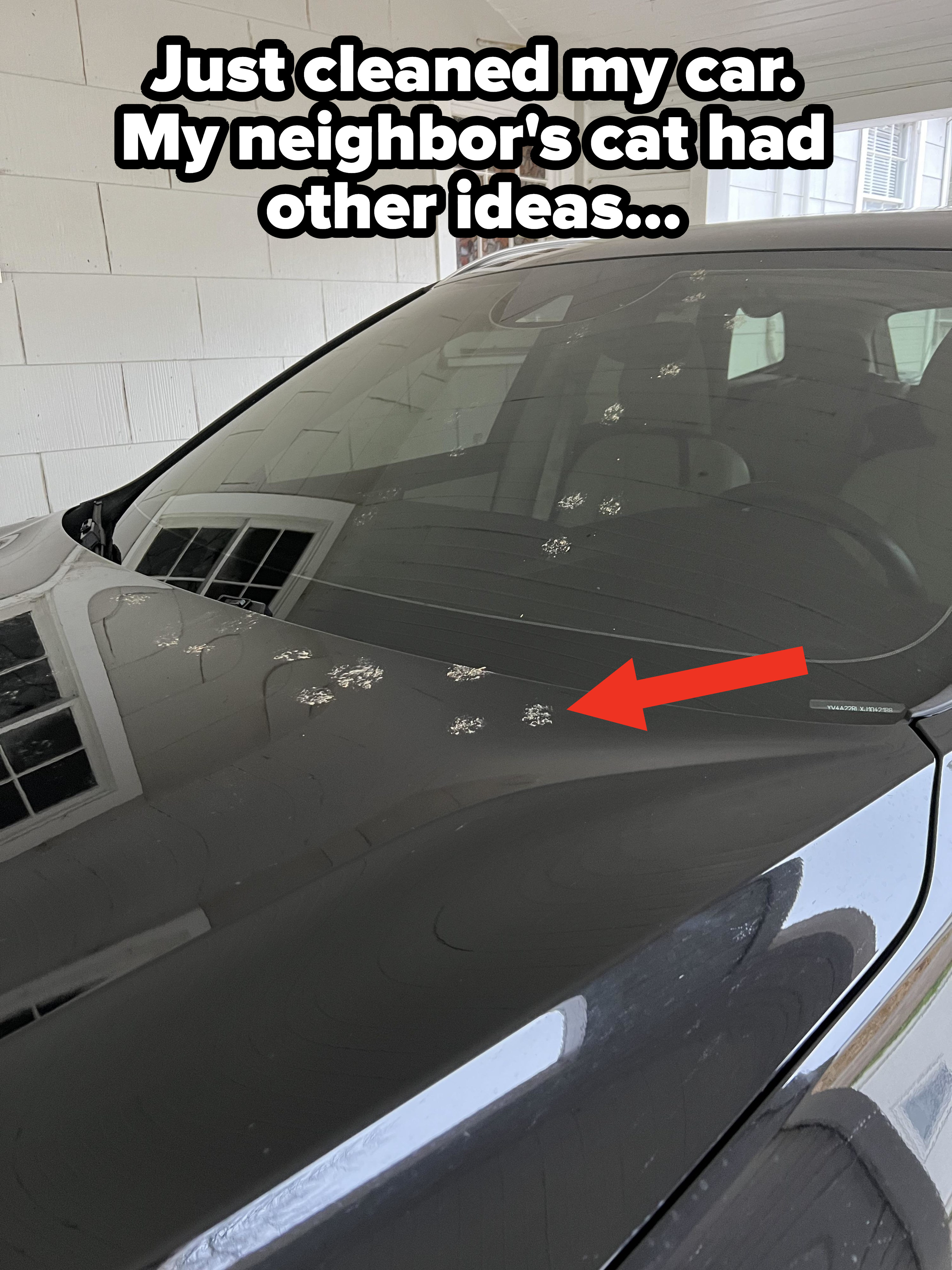 cat footprints all over a washed car