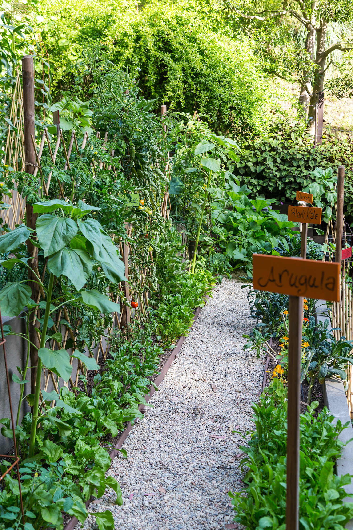 A close-up of the garden which has wooden post signs for arugula and black kale