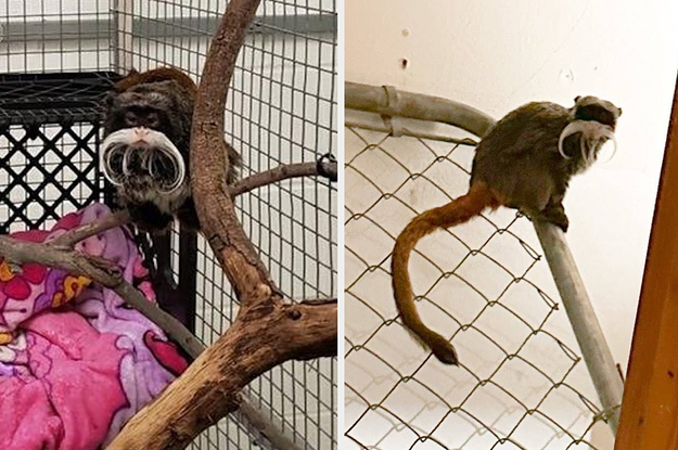 The Man Arrested For Stealing Two Monkeys Has Been Connected To Two Other Recent Crimes At The Dallas Zoo
