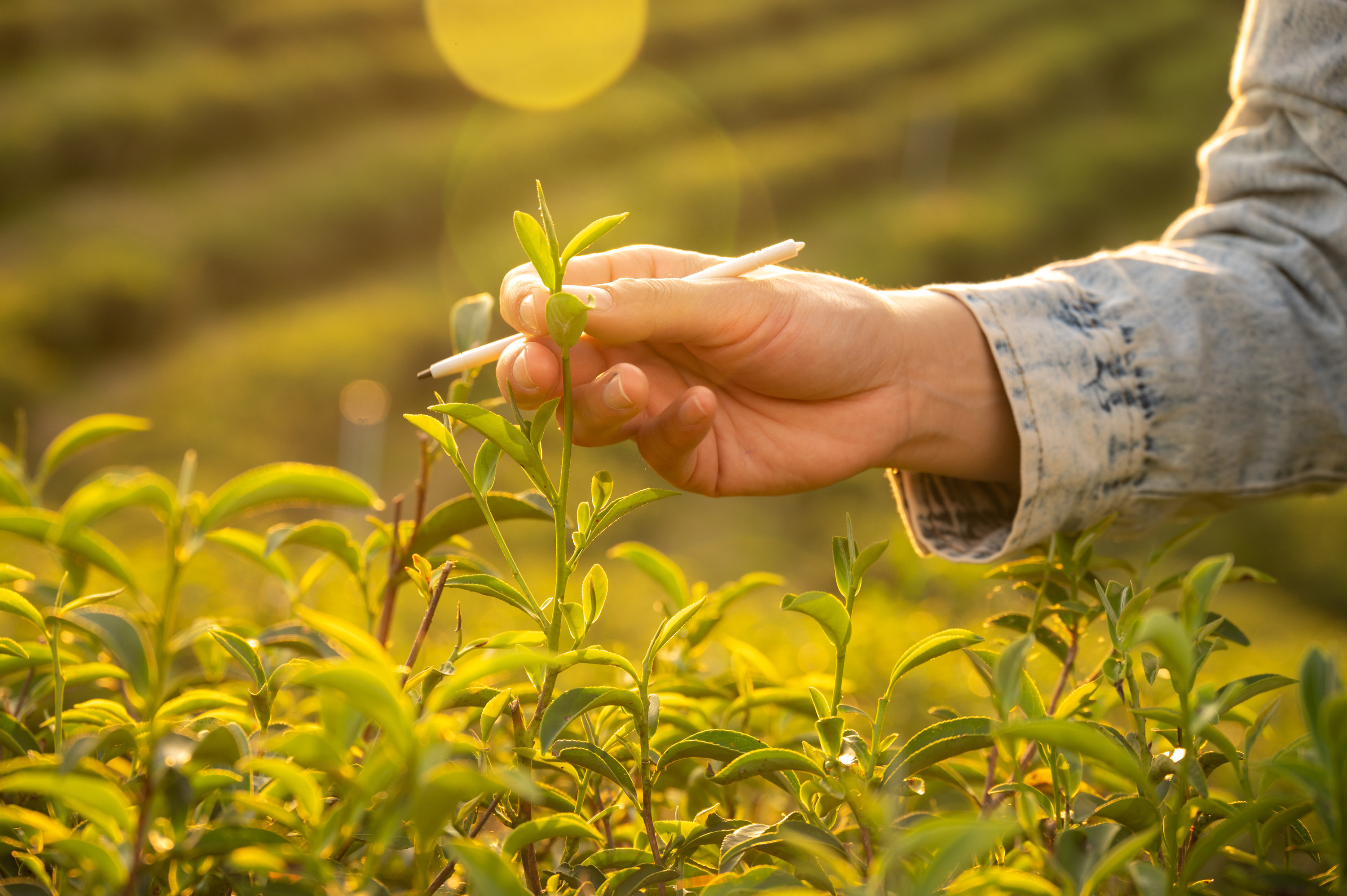 A photo of a person&#x27;s hand picking leaves from a camellia sinensis plant
