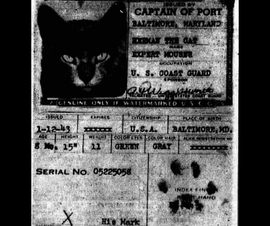An ID card, issued 1/12/43, for Herman the Cat, born in Baltimore, with a photo of the cat — described as 8 months old, 15 inches high, weighing 11 pounds, with green eyes and gray hair — and a paw print