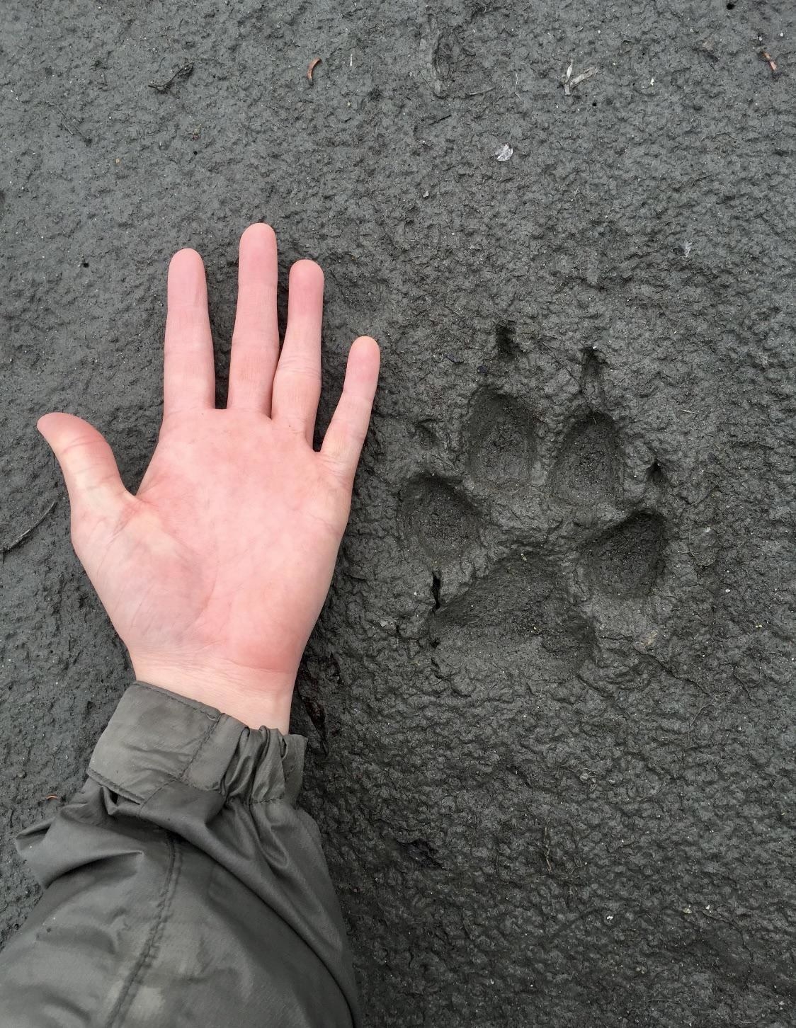 Human hand whose fingers extend above the paw print of similar width next to it
